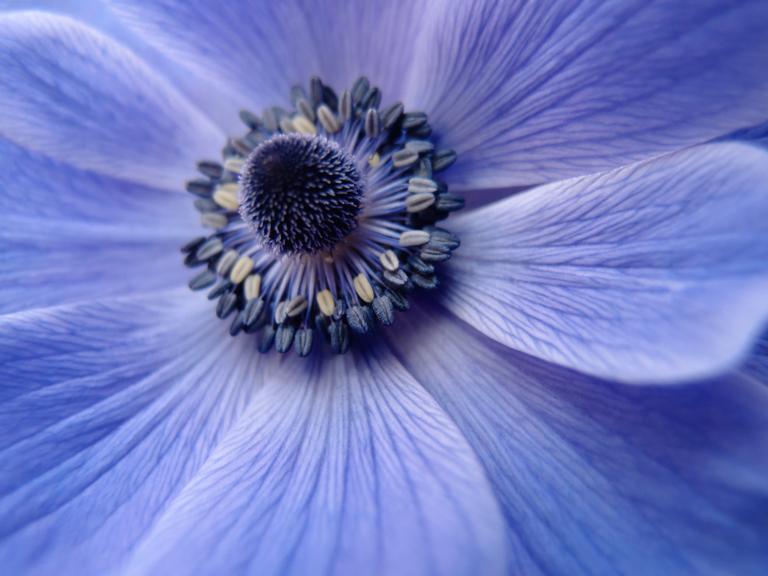 Free download wallpaper Macro, Pollen, Flower, Petals, Close Up on your PC desktop