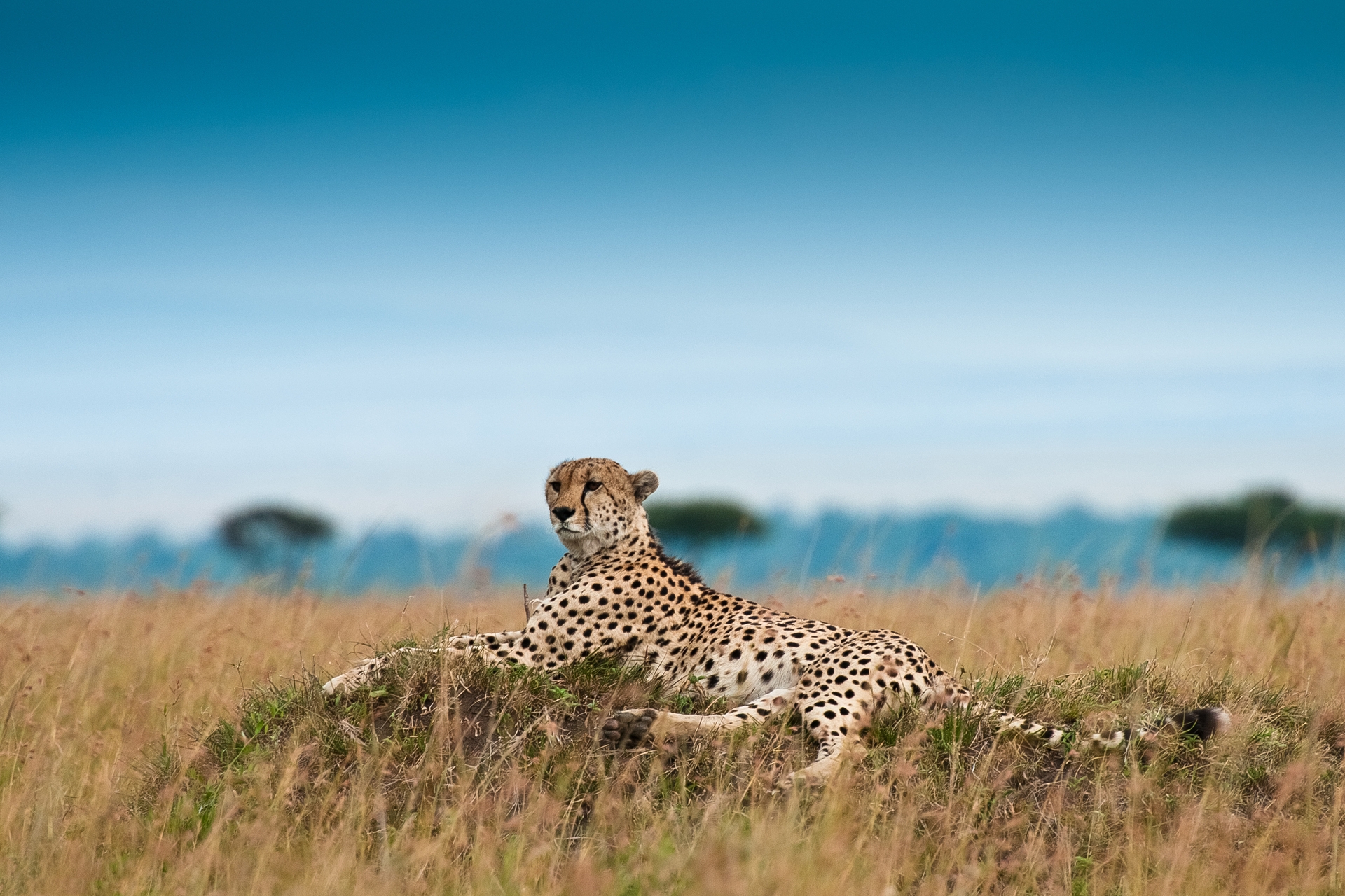 cheetah, animals, grass, leopard, big cat, relaxation, rest 5K