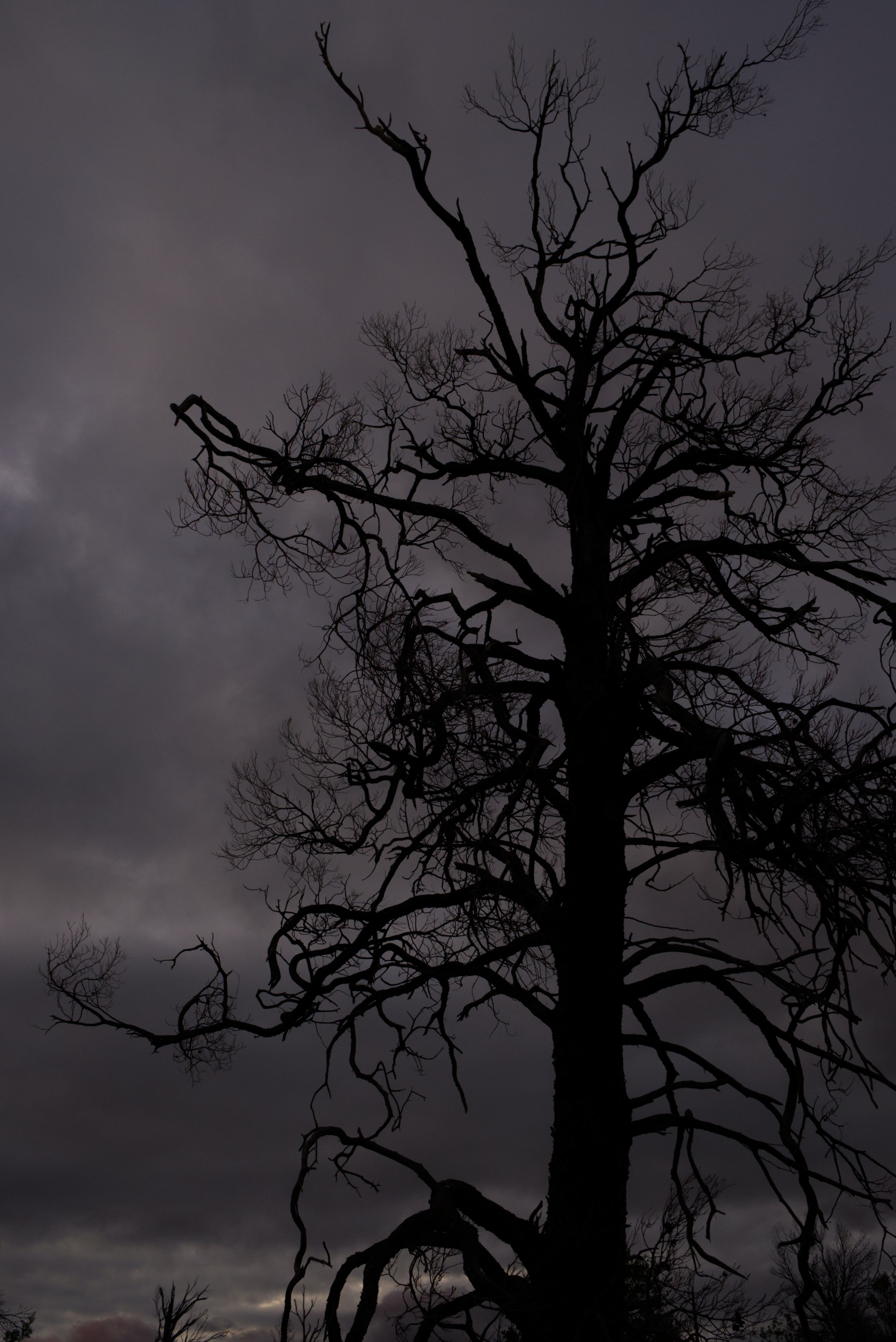 Free download wallpaper Sky, Silhouette, Tree, Texture, Textures, Branches, Wood on your PC desktop