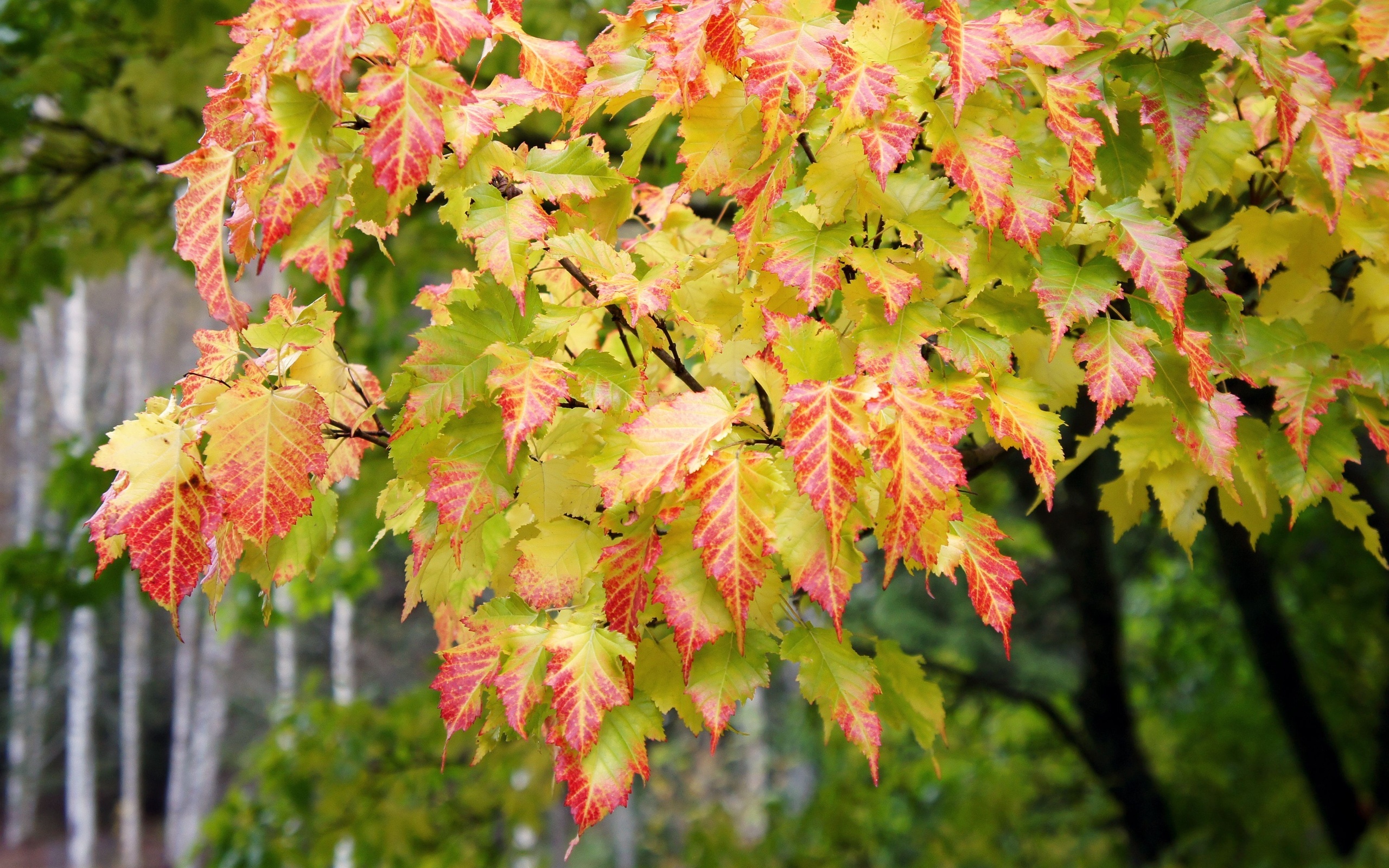 Скачать обои бесплатно Листья, Деревья, Растения, Осень картинка на рабочий стол ПК