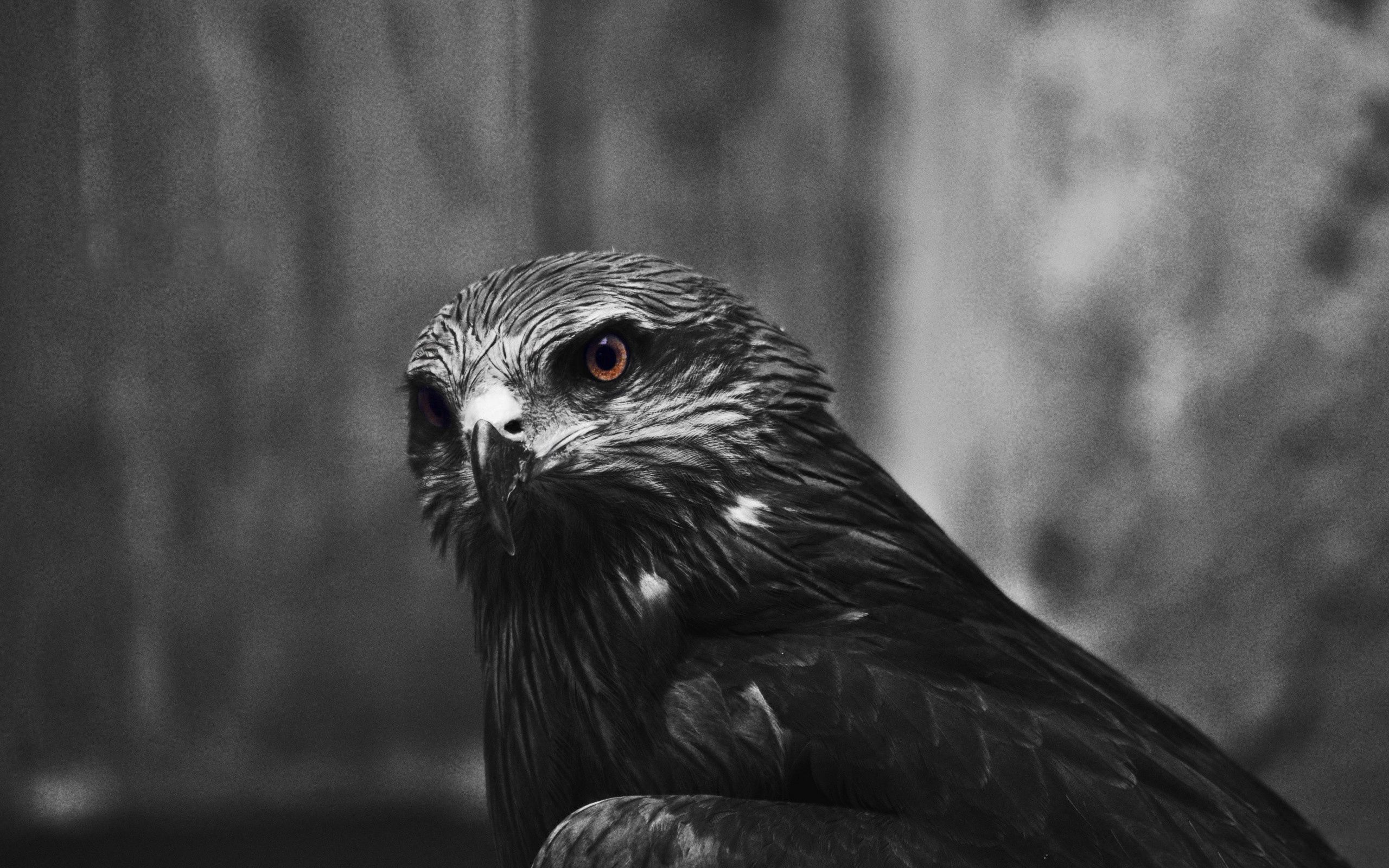 Download mobile wallpaper Eagle, Animals, Beak, Bird for free.