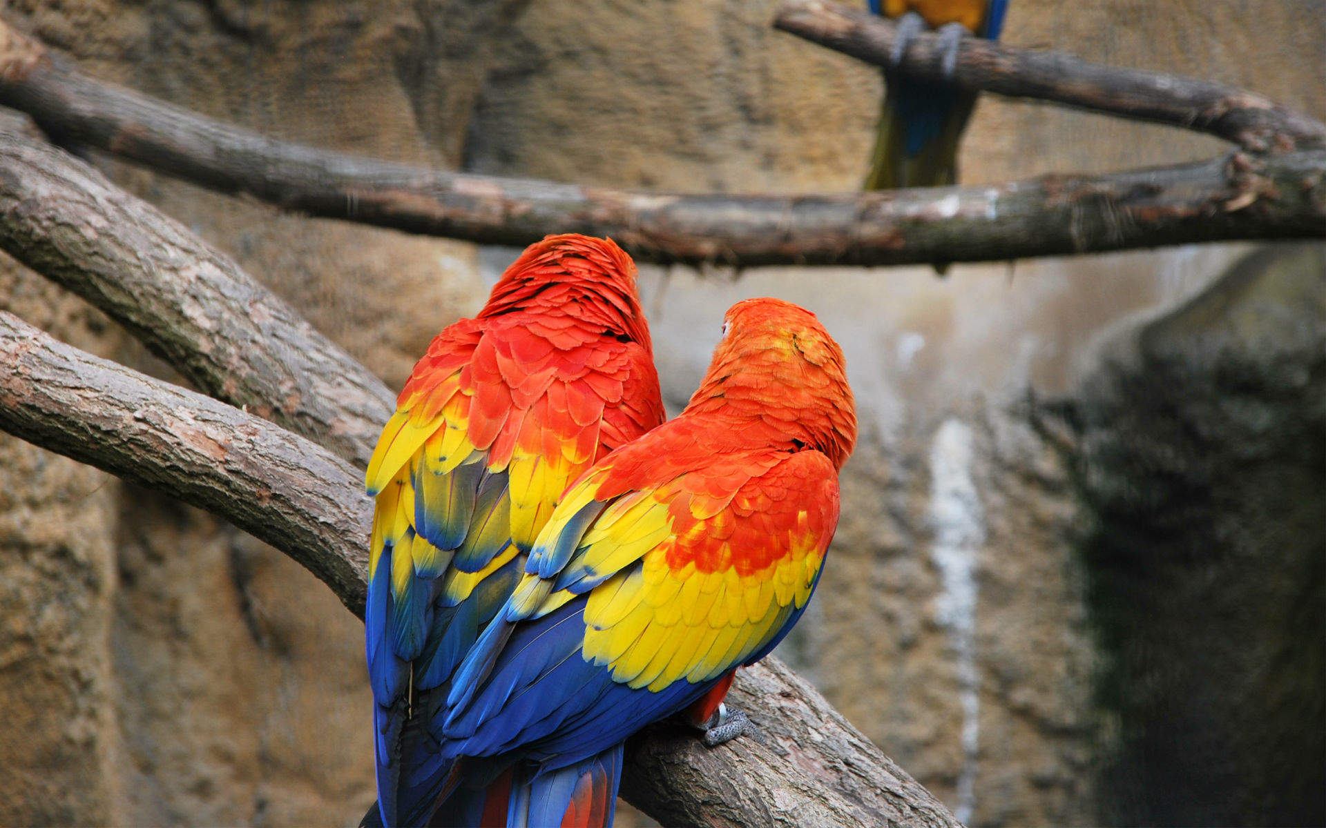 animal, scarlet macaw, parrot, birds UHD