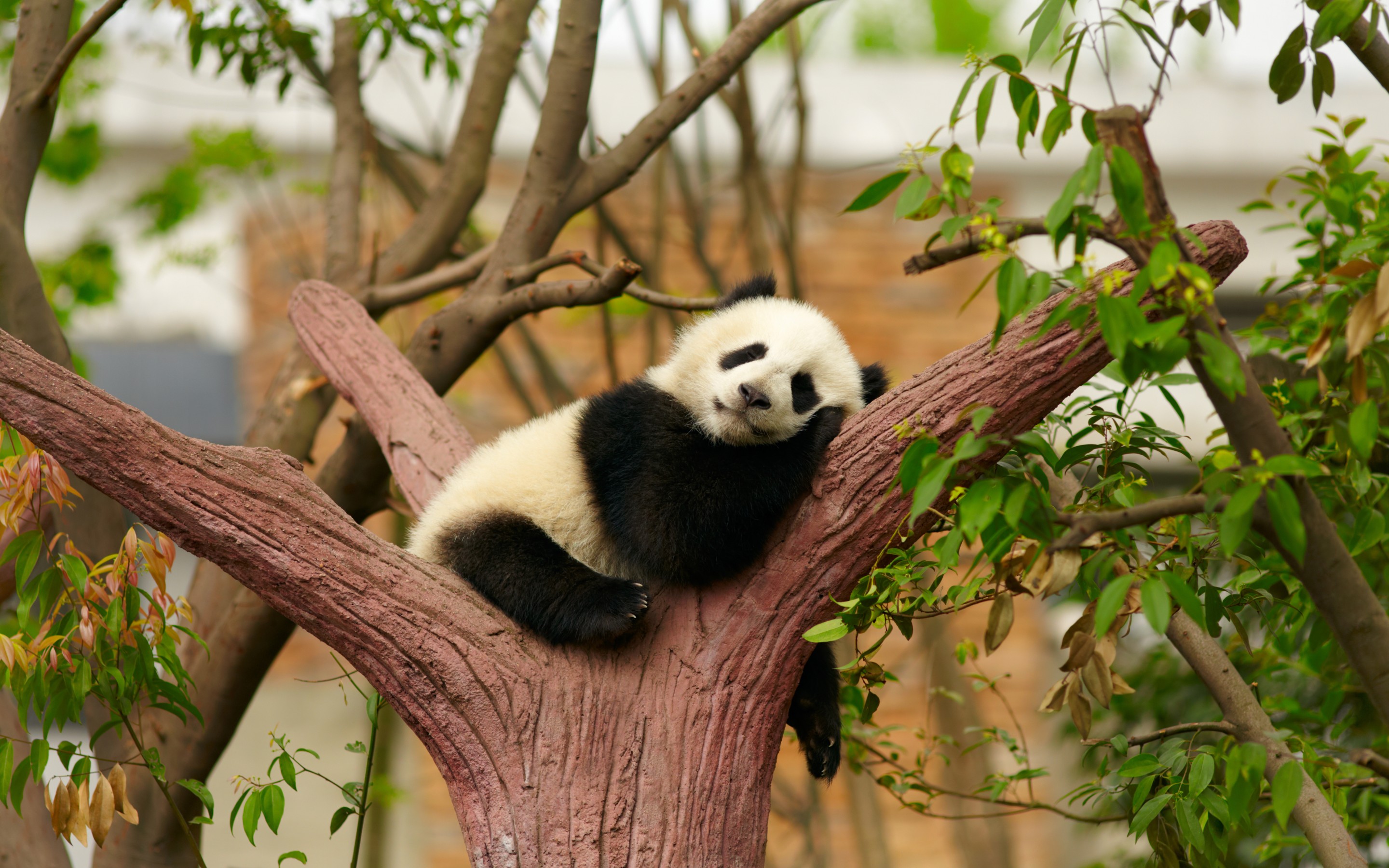 741165 Hintergrundbild herunterladen tierbaby, tiere, panda, schlafen - Bildschirmschoner und Bilder kostenlos