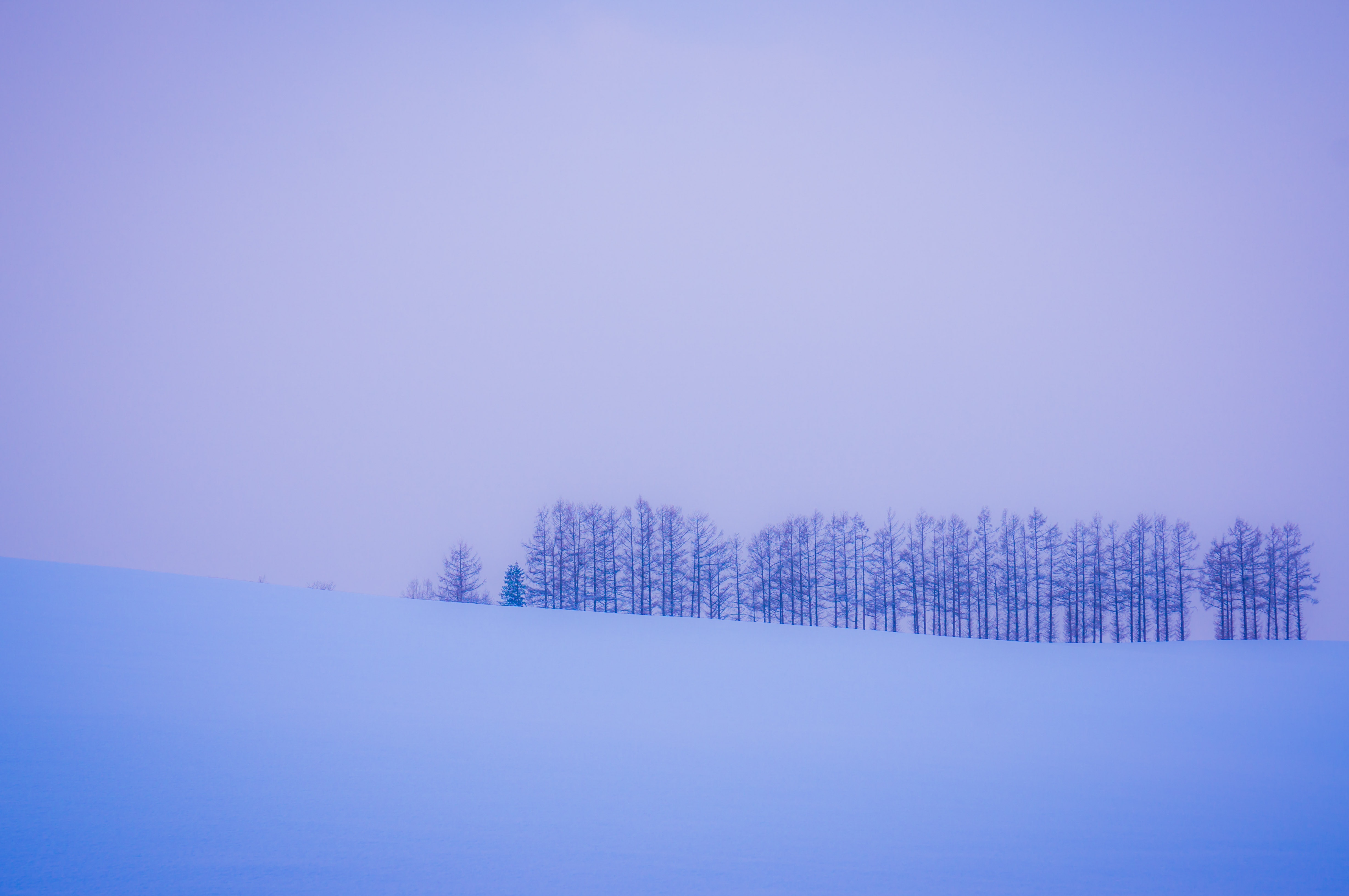 99090画像をダウンロード冬, 木, 雪, 地平線, ミニマリズム-壁紙とスクリーンセーバーを無料で