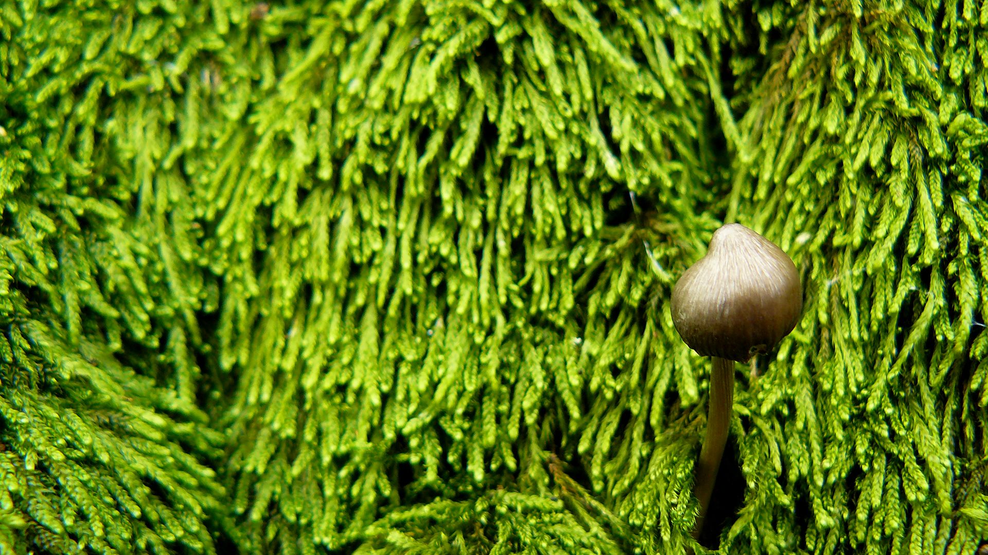 Download mobile wallpaper Close Up, Earth, Mushroom, Moss for free.