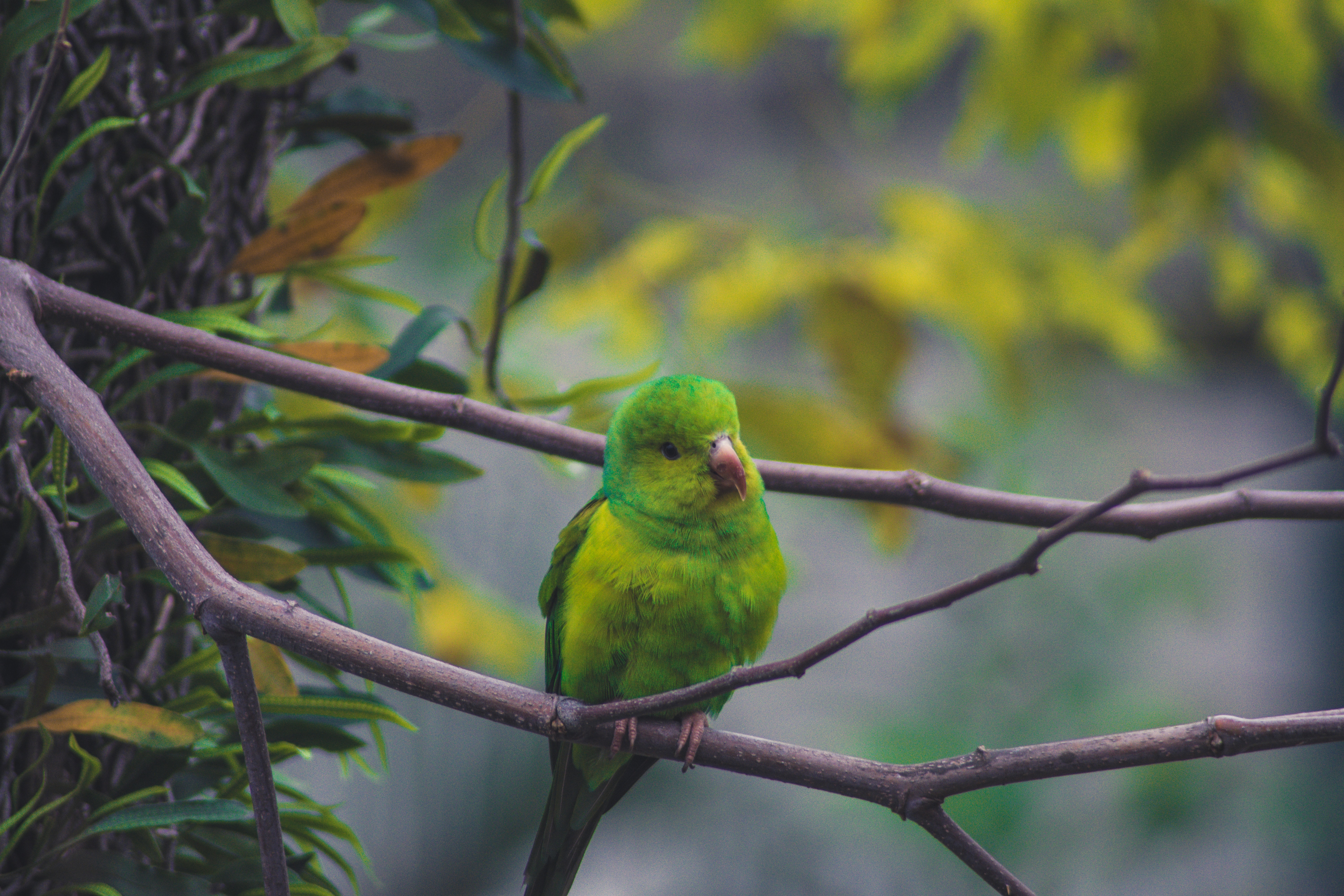 免费下载动物, 鹦鹉, 鸟, 分支, 绿色的手机壁纸。