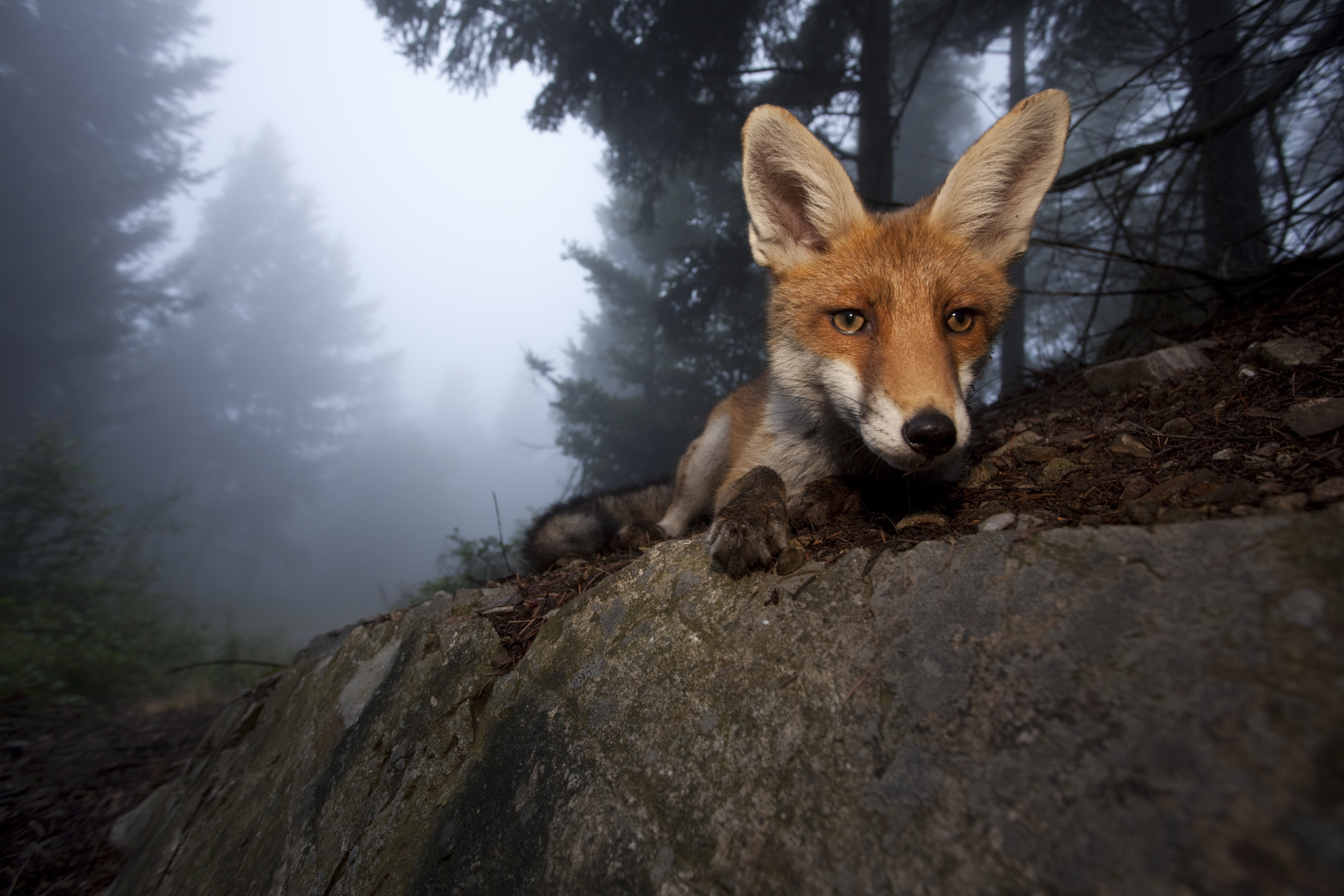 680028壁紙のダウンロード動物, 狐, 顔, 頭-スクリーンセーバーと写真を無料で
