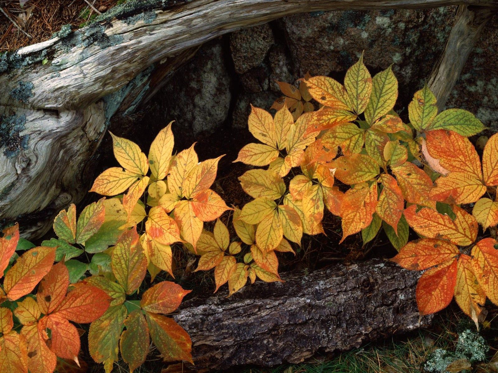 145934画像をダウンロード自然, 木, 秋, 葉, 足, 吠える, 樹皮-壁紙とスクリーンセーバーを無料で