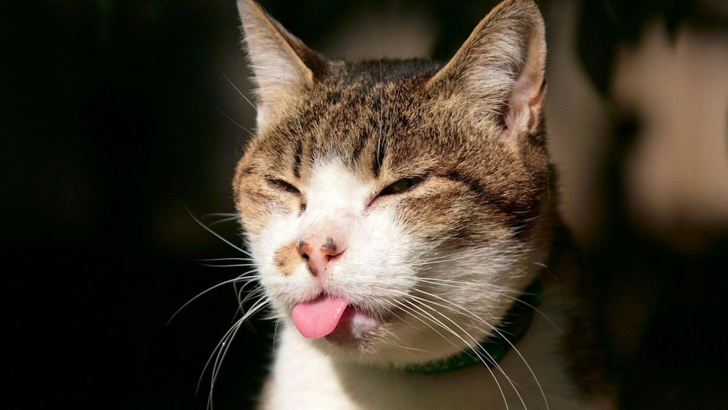 Язык на телефон прикольные. Кот показывает язык. Смешной кот. Кот с высунутым языком. Валерьянка для кошек.