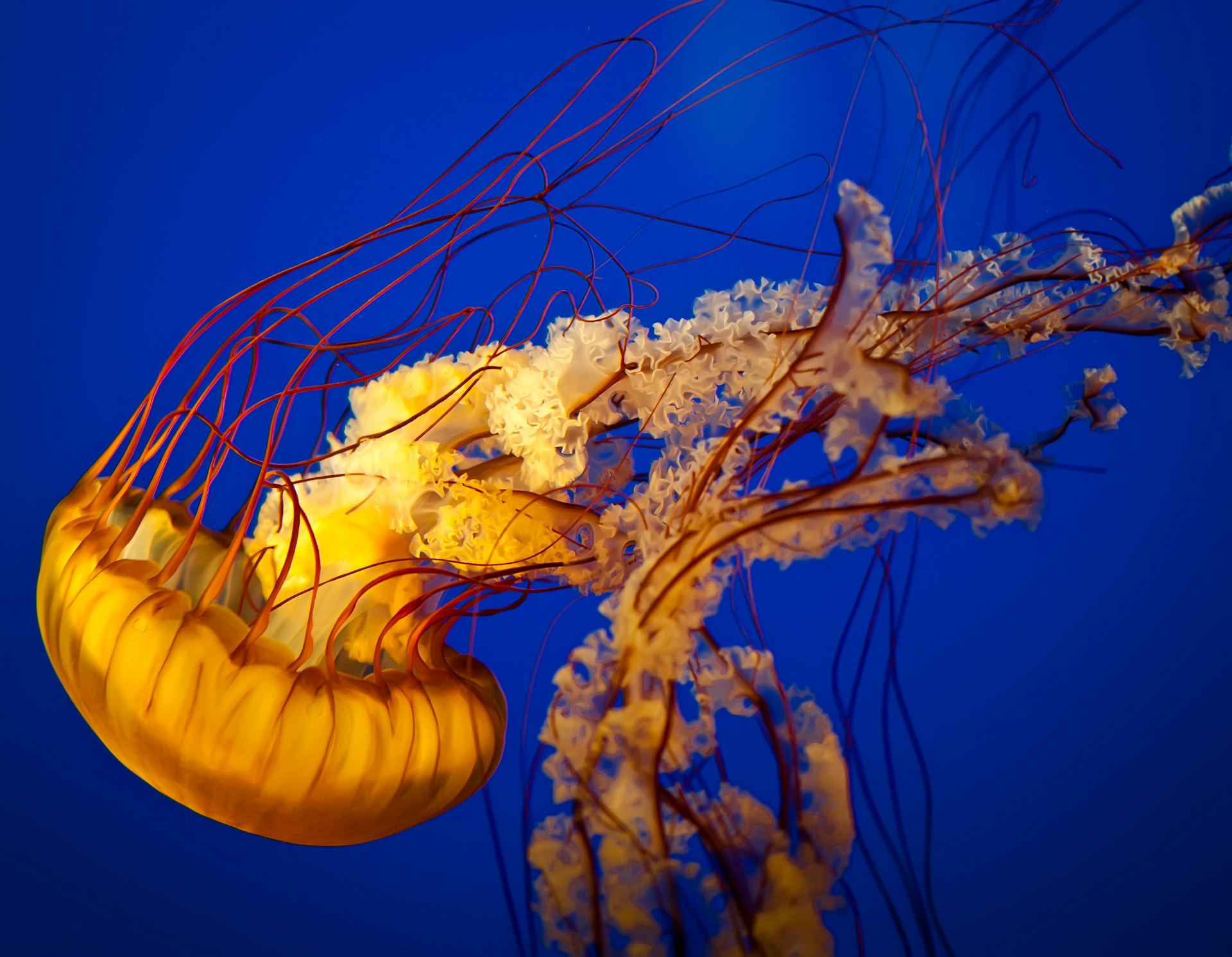 Морская крапива. Таинственная хризаора медуза. Медуза Раткея. Морская крапива (Chrysaora). Крапивная медуза.