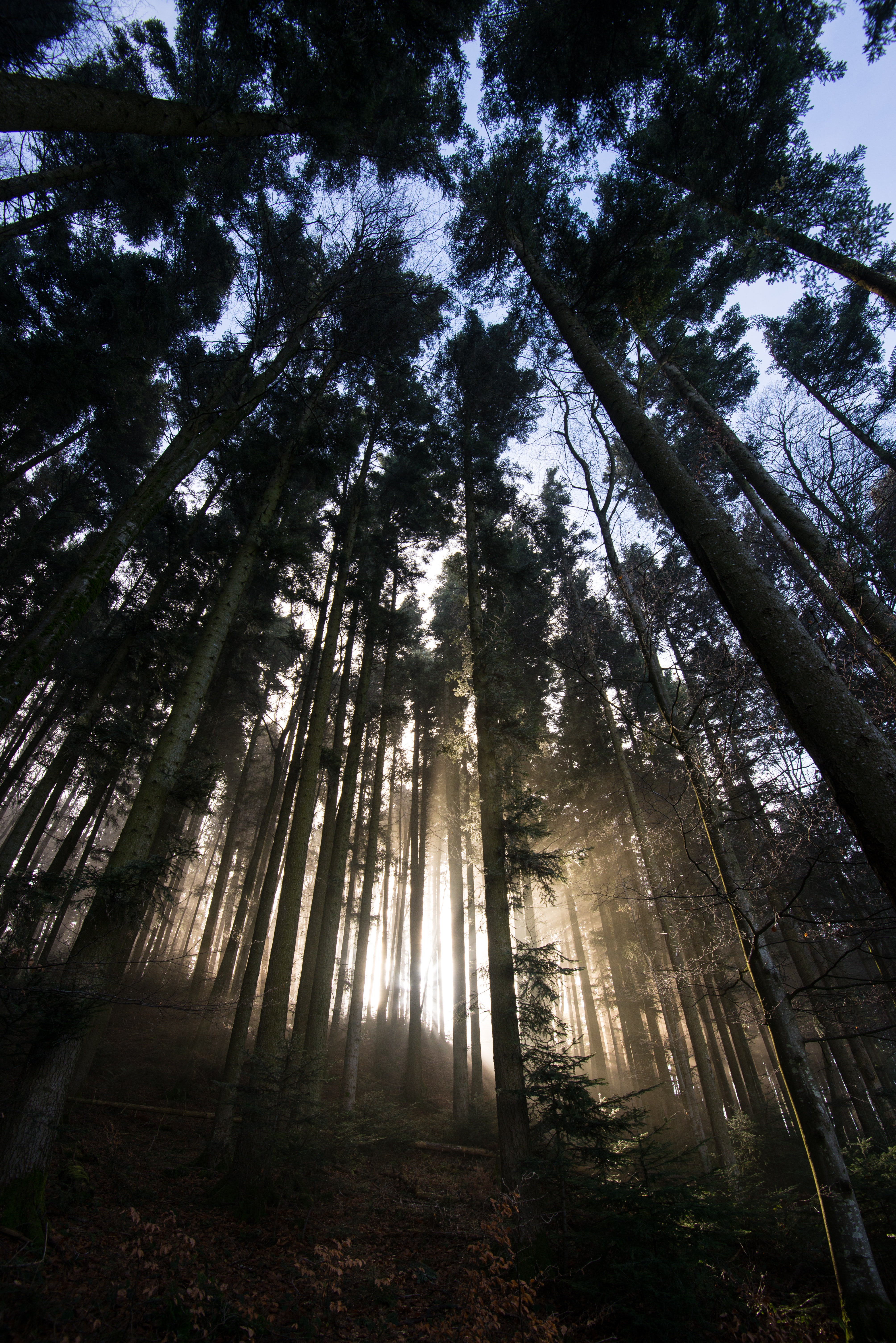 Laden Sie das Bäume, Licht, Wald, Sonnenlicht, Natur, Scheinen-Bild kostenlos auf Ihren PC-Desktop herunter