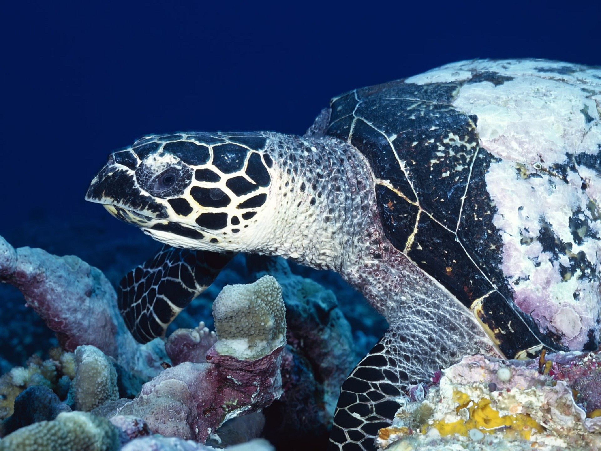 Морские обитатели морская черепаха. Черепаха Каретта (логгерхед). Морская черепаха бисса. Глазчатая черепаха. Пятнистая черепаха.