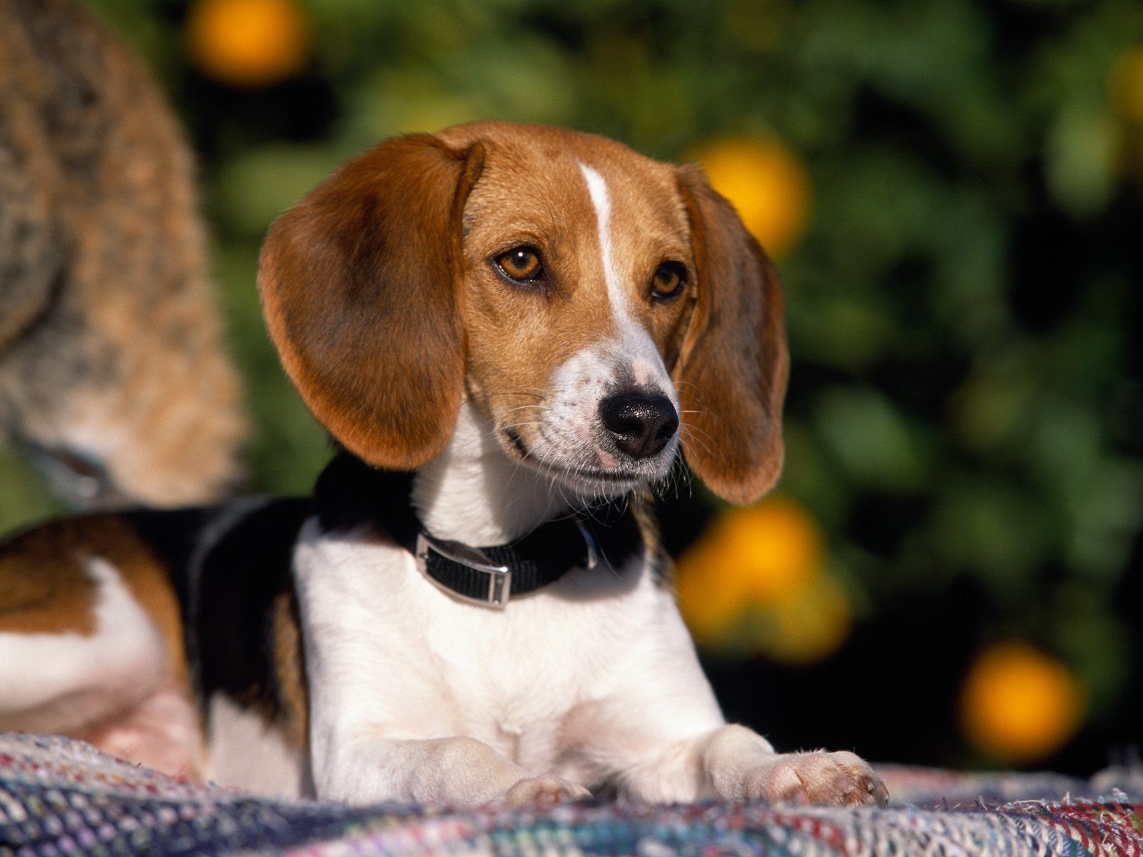 beagle, animal, dog, dogs