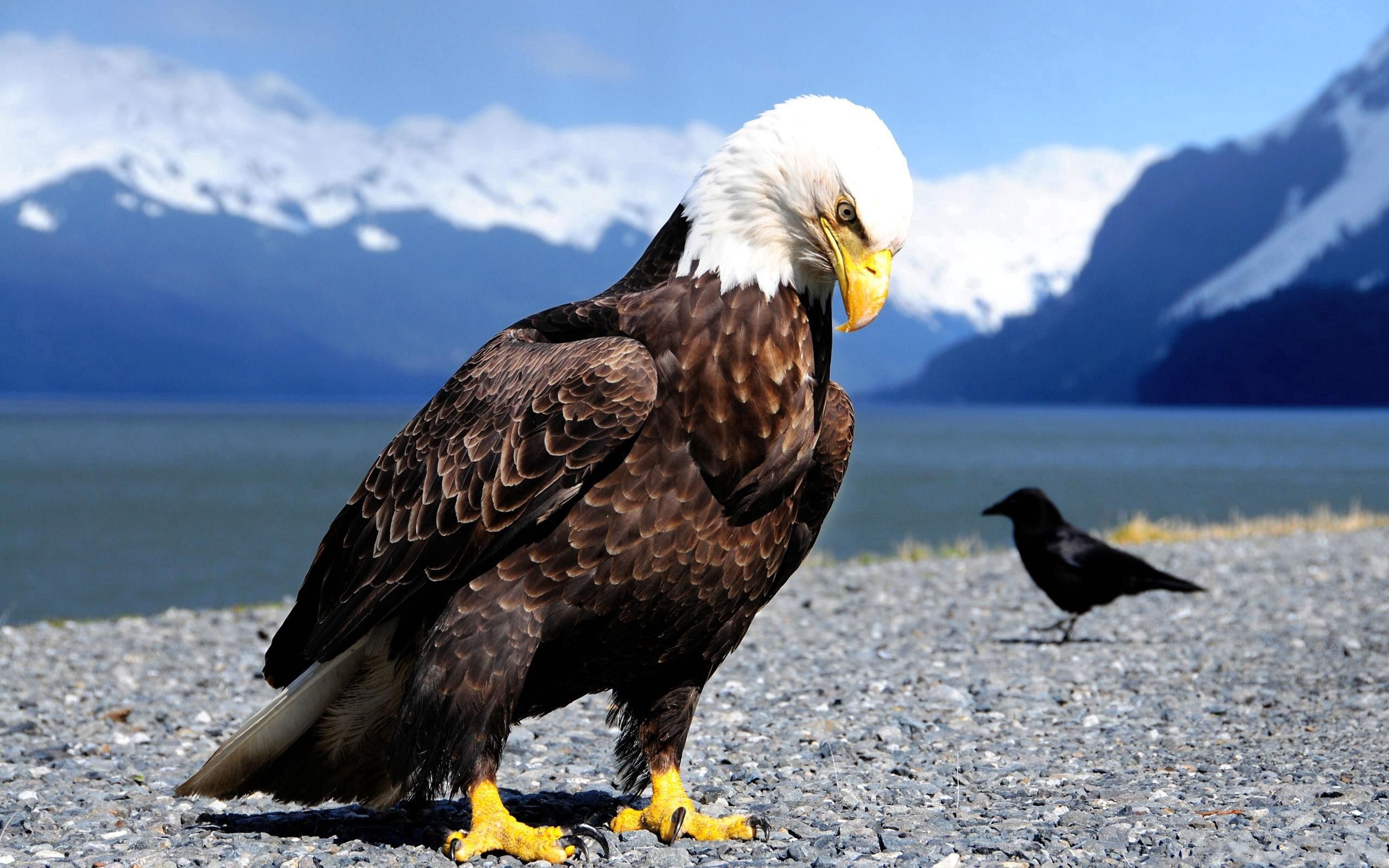 90010 скачать обои орел, хищник, животные, птицы, ворона, берег - заставки и картинки бесплатно
