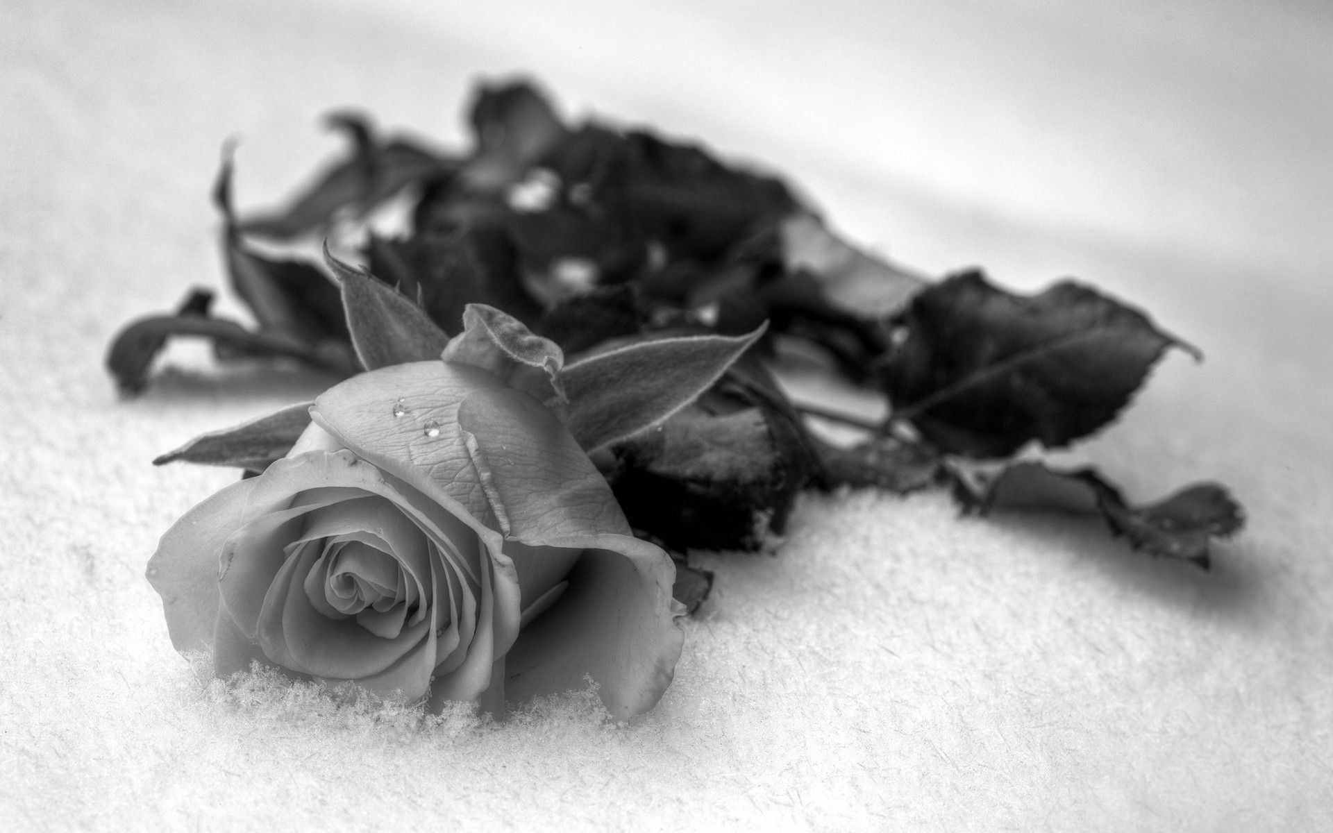 Завантажити шпалери безкоштовно Троянда, Чб, Краплі, Квітка, Роза, Пелюстки, Квіти картинка на робочий стіл ПК