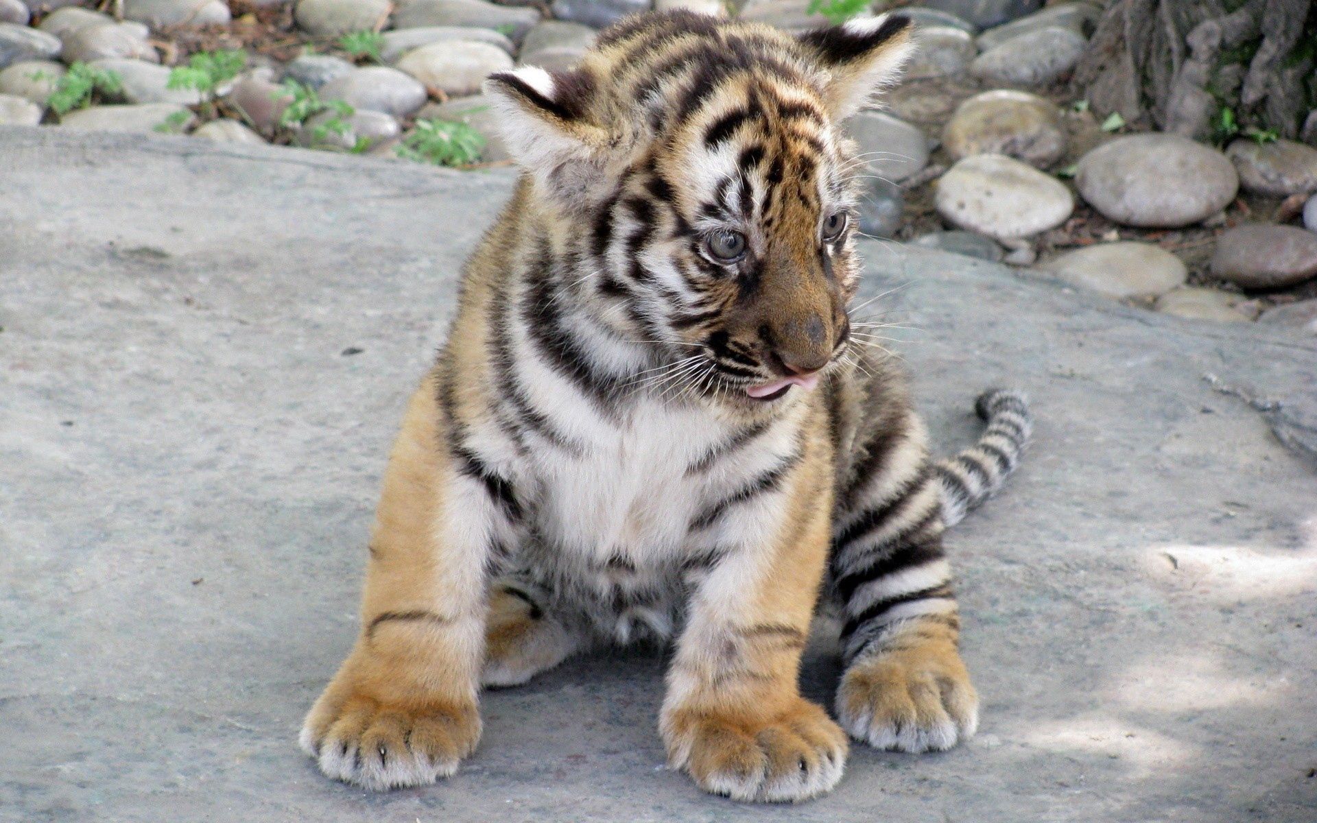 152446 Hintergrundbild herunterladen tigerjunges, raubtier, tiere, predator, große katze, big cat, tiger - Bildschirmschoner und Bilder kostenlos