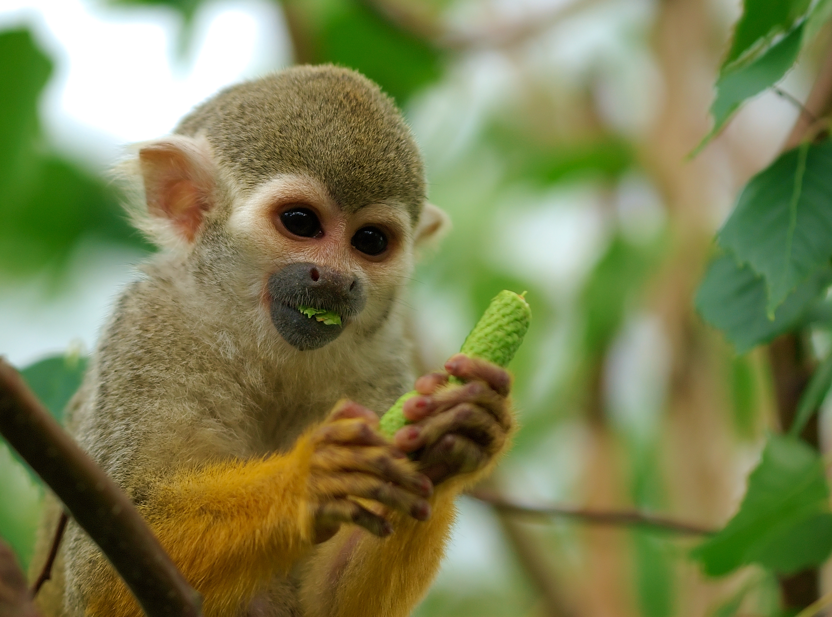 Free download wallpaper Monkeys, Monkey, Animal, Bokeh, Squirrel Monkey on your PC desktop