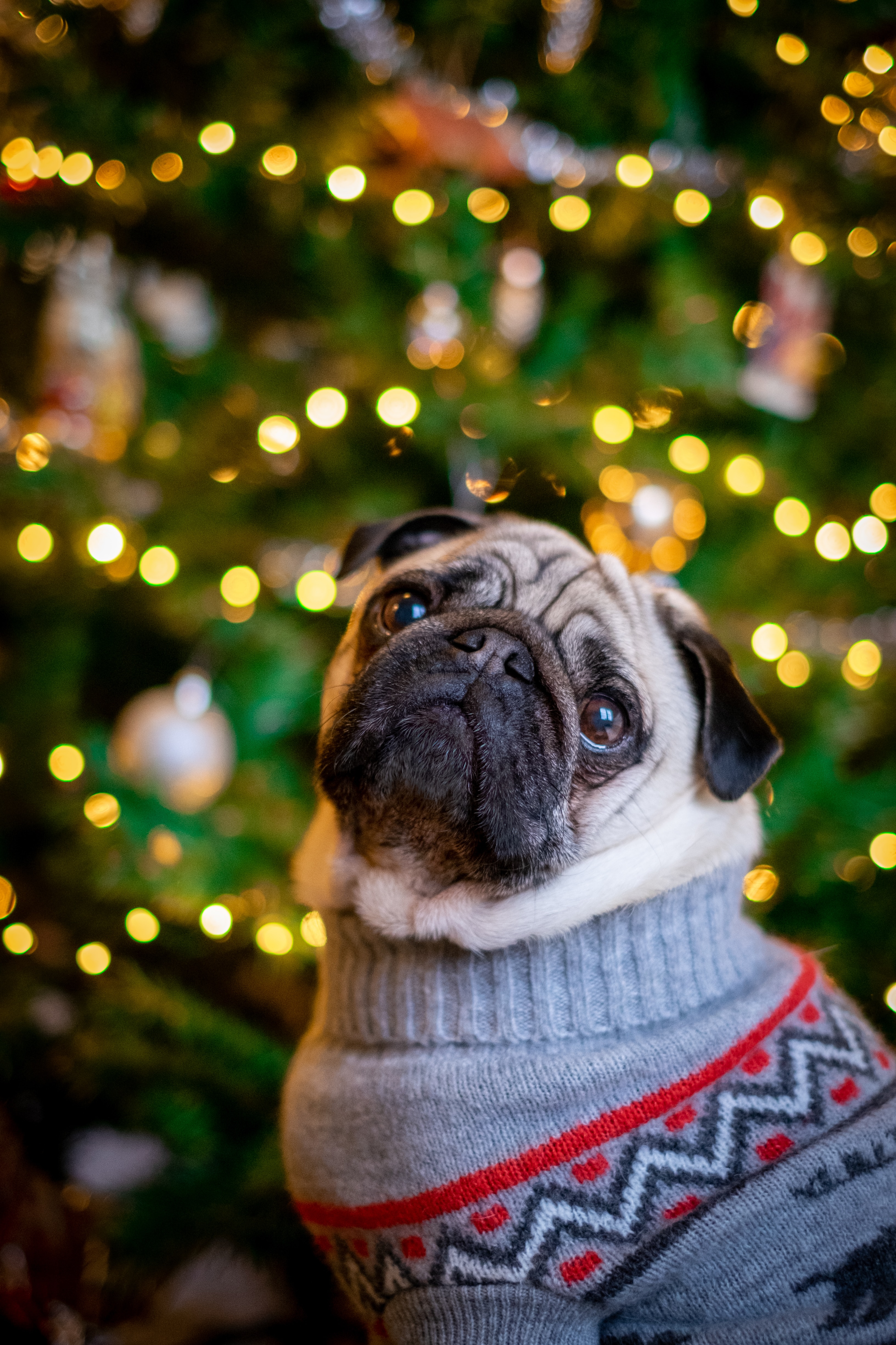 Laden Sie das Neues Jahr, Nett, Schatz, Mops, Neujahr, Tiere, Weihnachtsbaum, Hund-Bild kostenlos auf Ihren PC-Desktop herunter