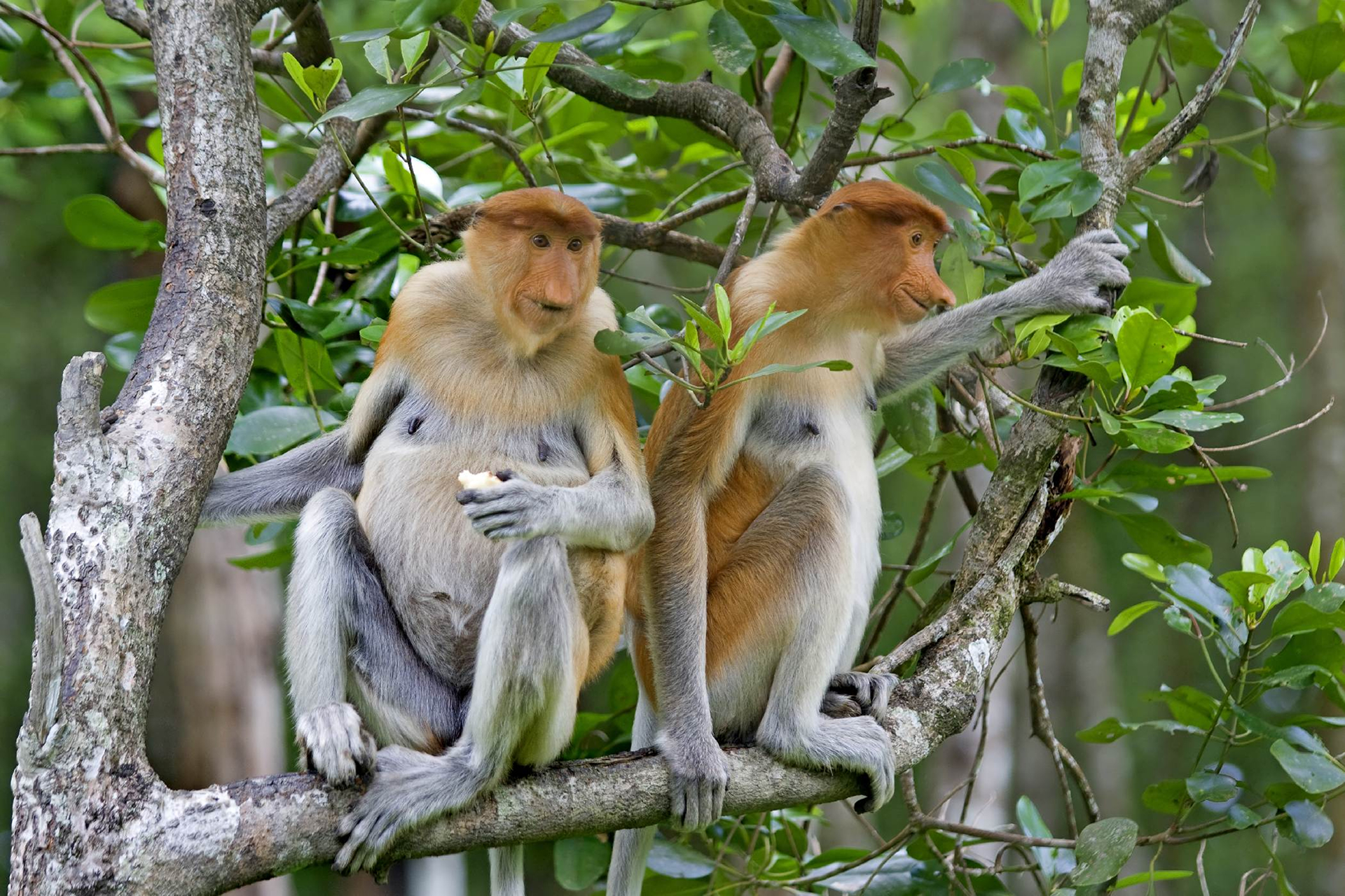 animal, proboscis monkey, monkey, monkeys