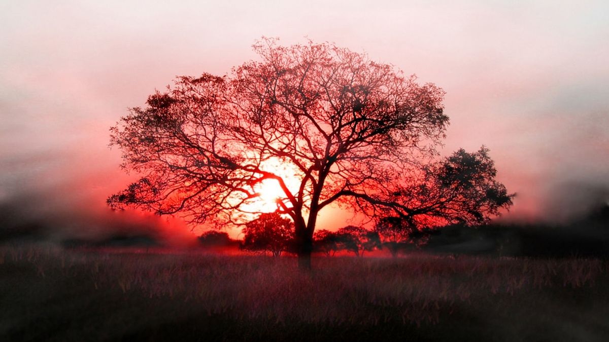 Красный закат на фоне деревьев
