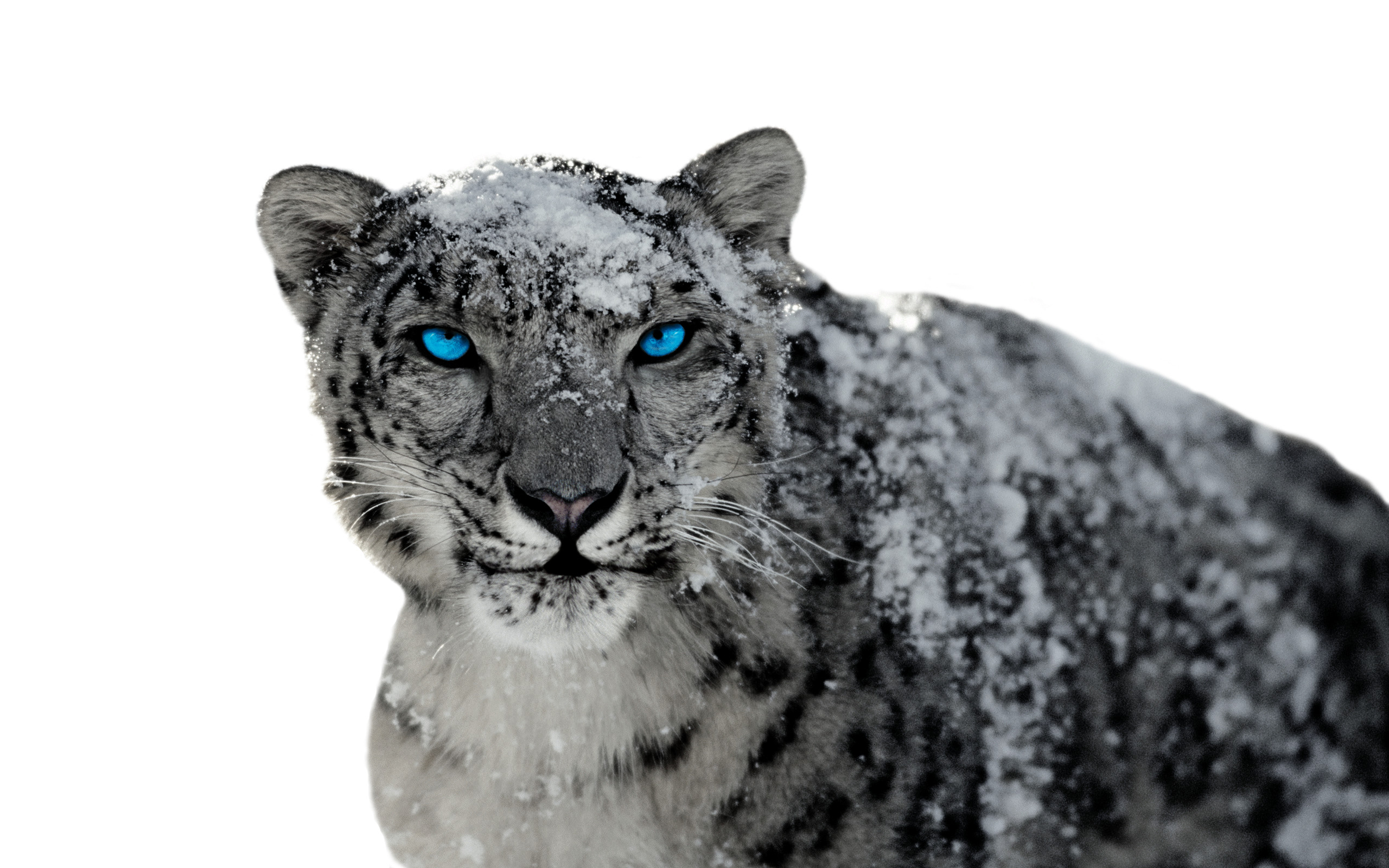 168736 Hintergrundbild herunterladen schneeleopard, tiere, katzen - Bildschirmschoner und Bilder kostenlos