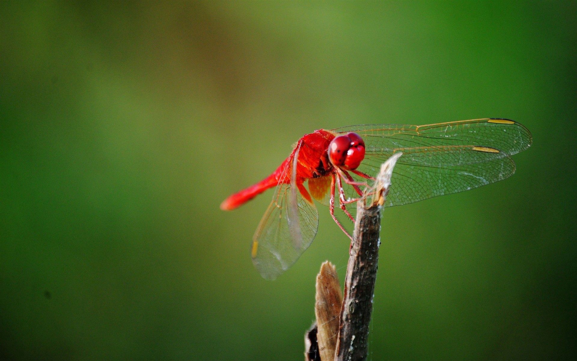 Free download wallpaper Grass, Macro, Branch, Dragonfly, Wings on your PC desktop