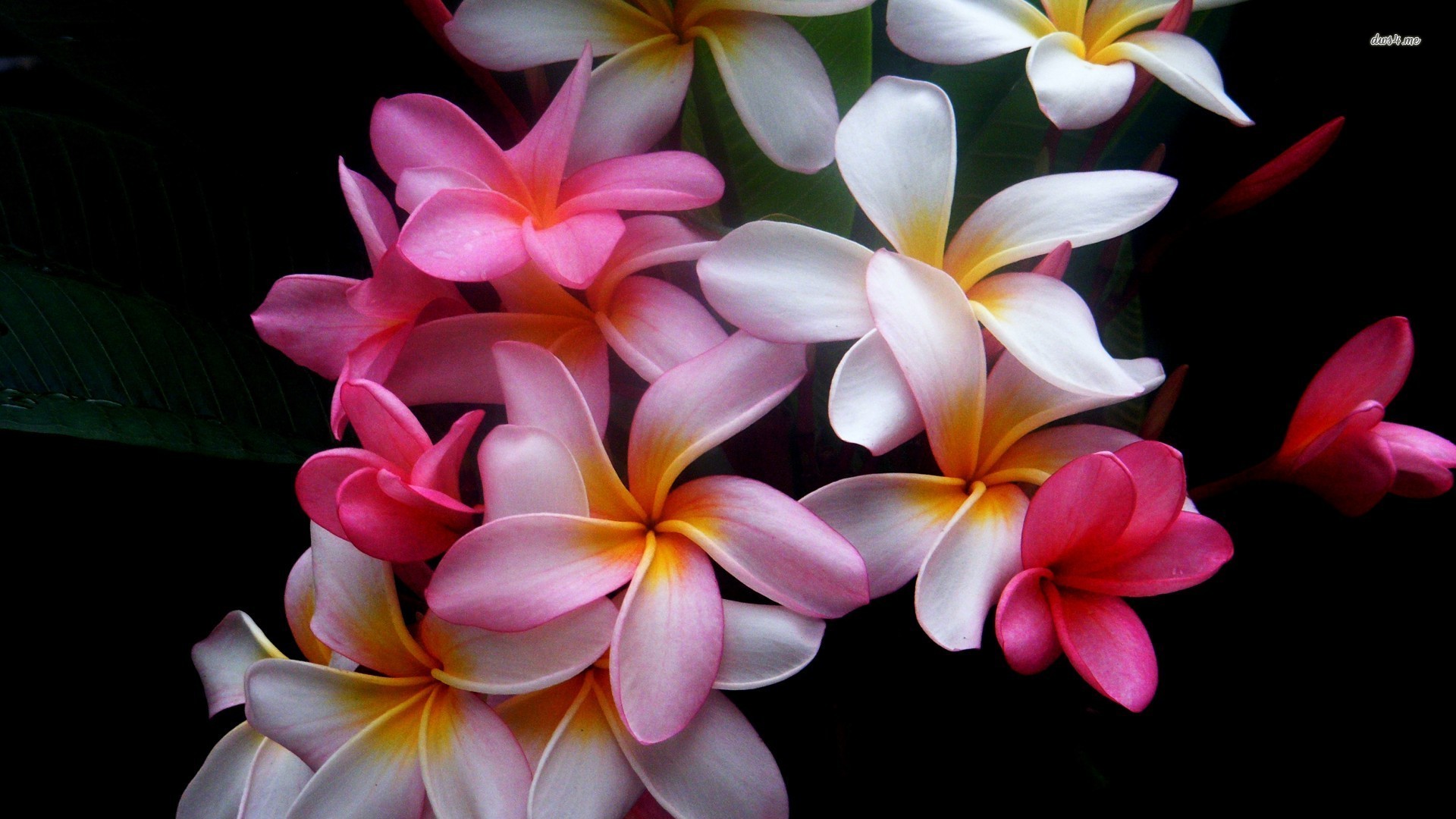 332574 Hintergrundbild herunterladen erde/natur, frangipani, blume, natur, blütenblatt, rosa, plumeria, weiß, gelb, blumen - Bildschirmschoner und Bilder kostenlos