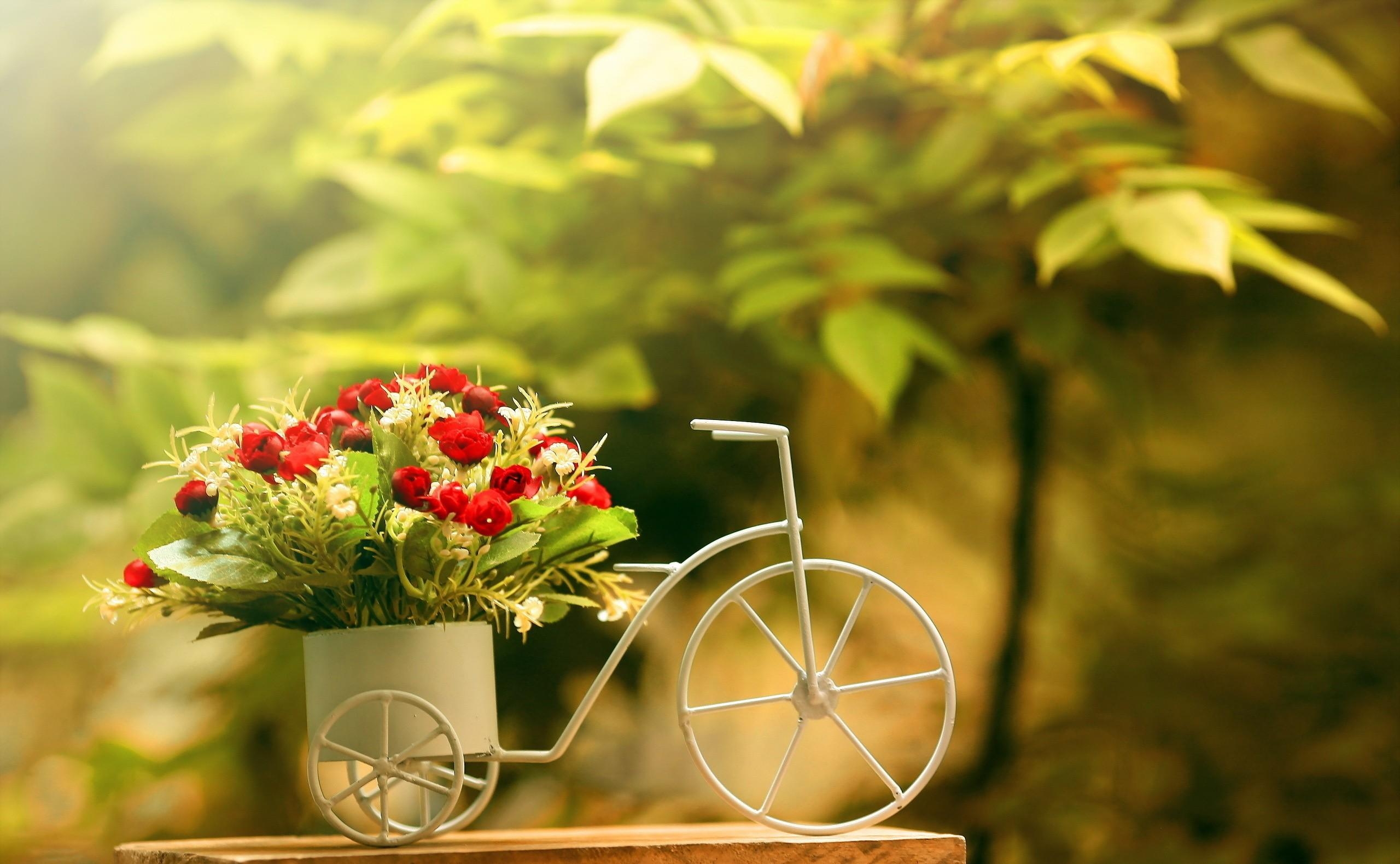 flowers, bicycle, sharpness, capacity, capacitance Free Stock Photo