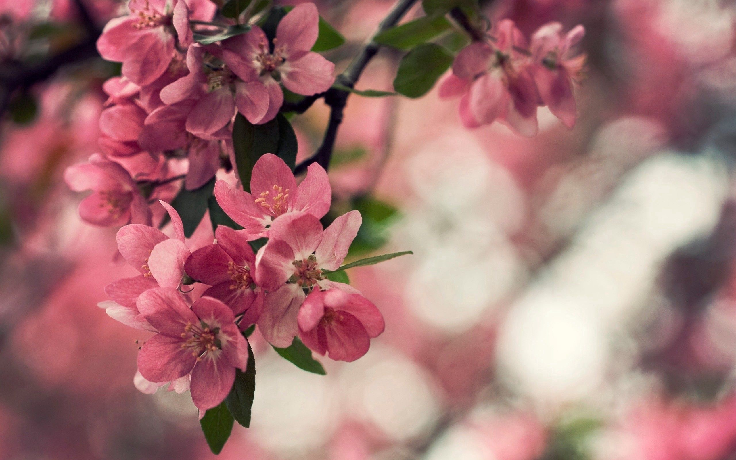 Download mobile wallpaper Spring, Bush, Flowers, Wood, Macro, Tree, Bloom, Flowering for free.