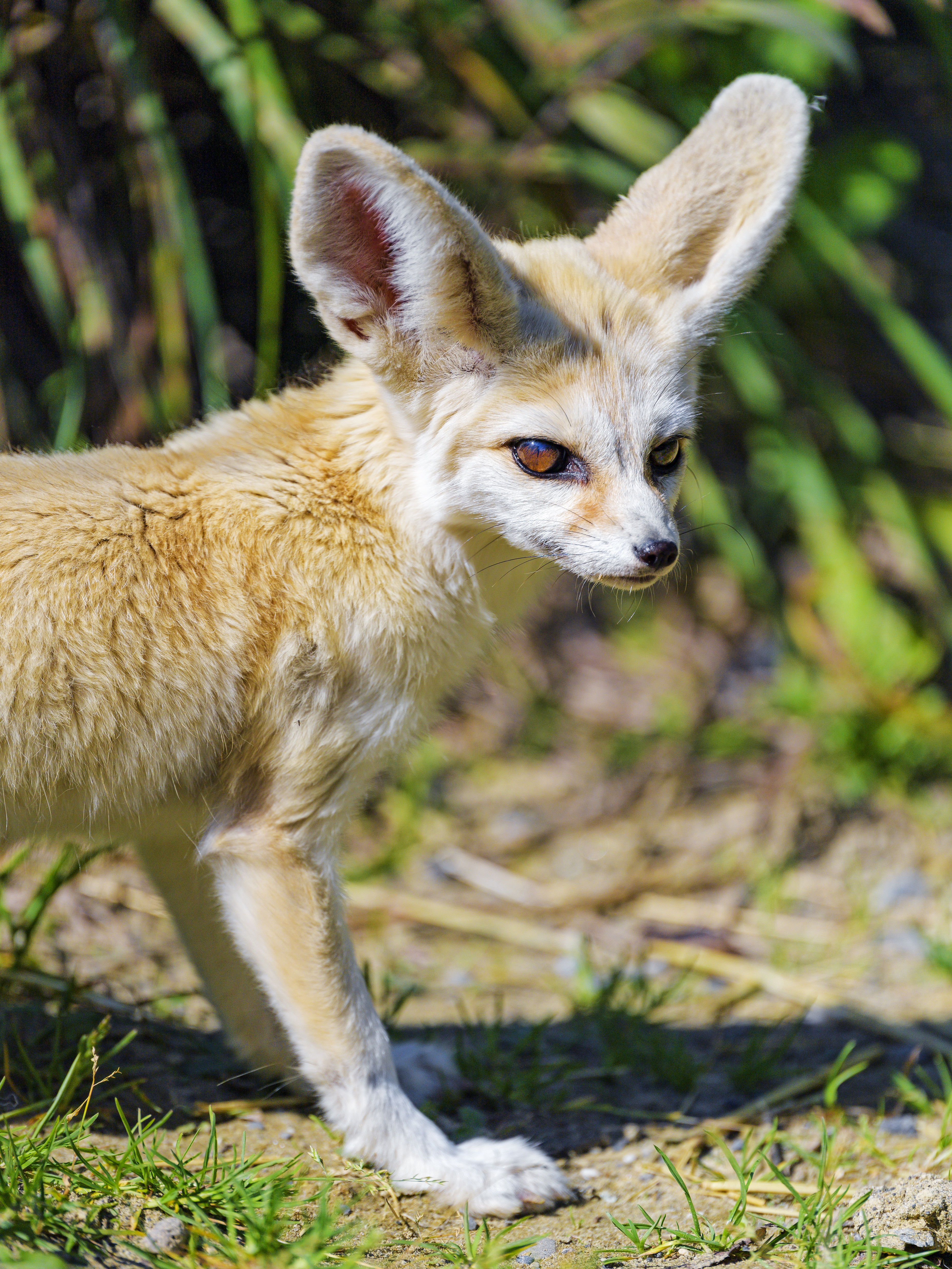 Download mobile wallpaper Fenech, Animals, Grass, Nice, Animal, Sweetheart, Fox for free.
