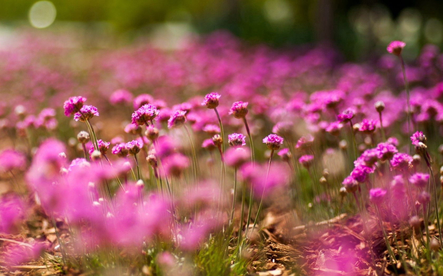 boquet, flowers, pink, macro, bokeh HD wallpaper