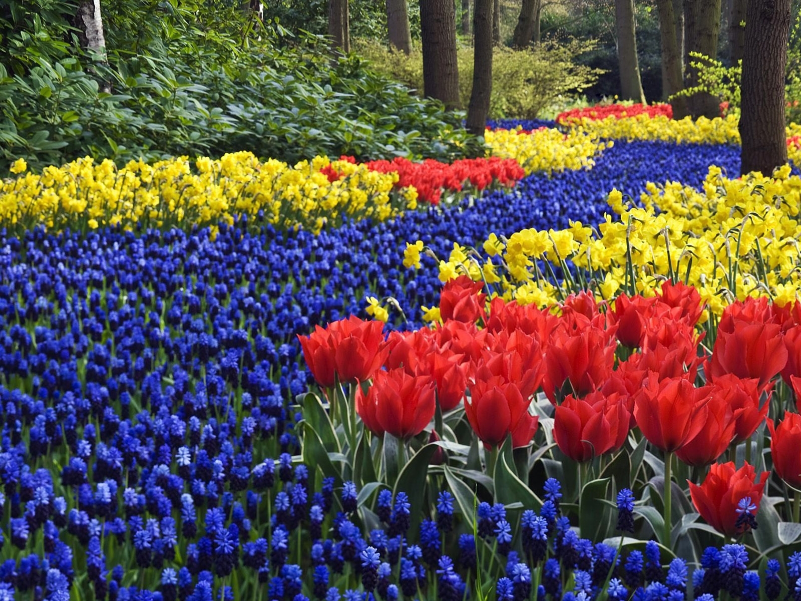 Laden Sie das Blumen, Landschaft, Pflanzen, Tulpen-Bild kostenlos auf Ihren PC-Desktop herunter