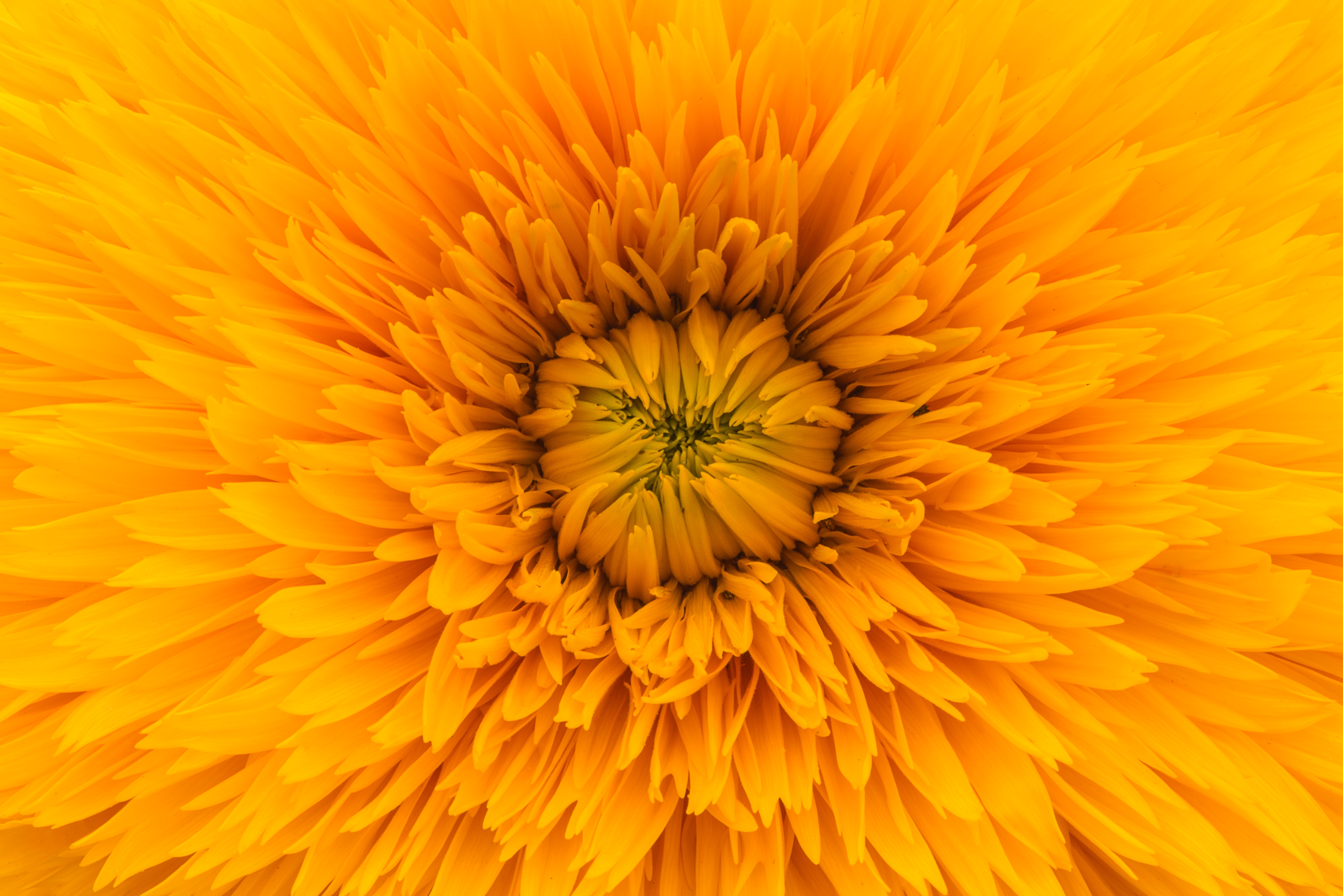71500 free download Yellow wallpapers for phone,  Yellow images and screensavers for mobile