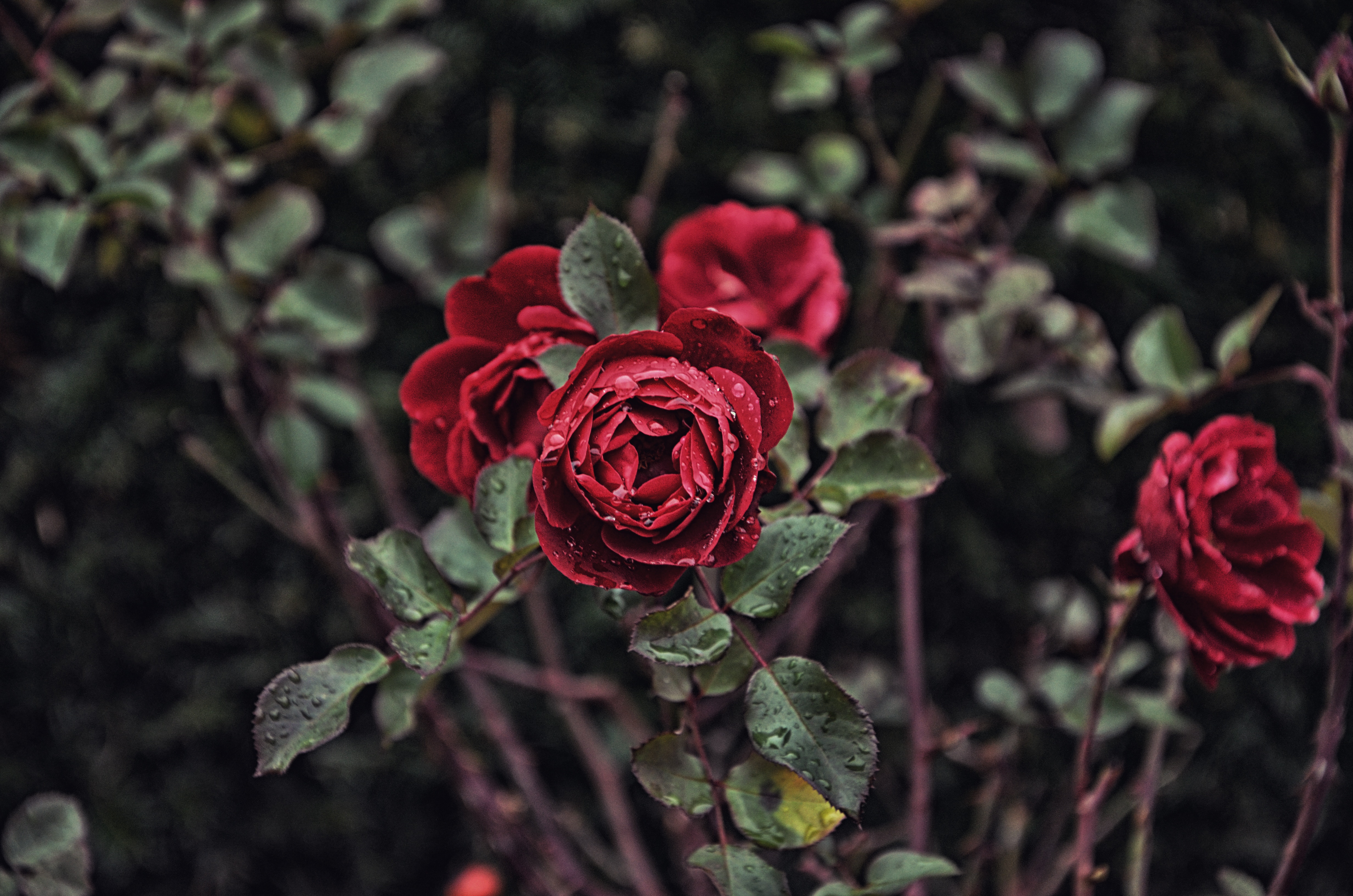 smooth, rose flower, bud, flowers, drops, bush, rose, blur Phone Background