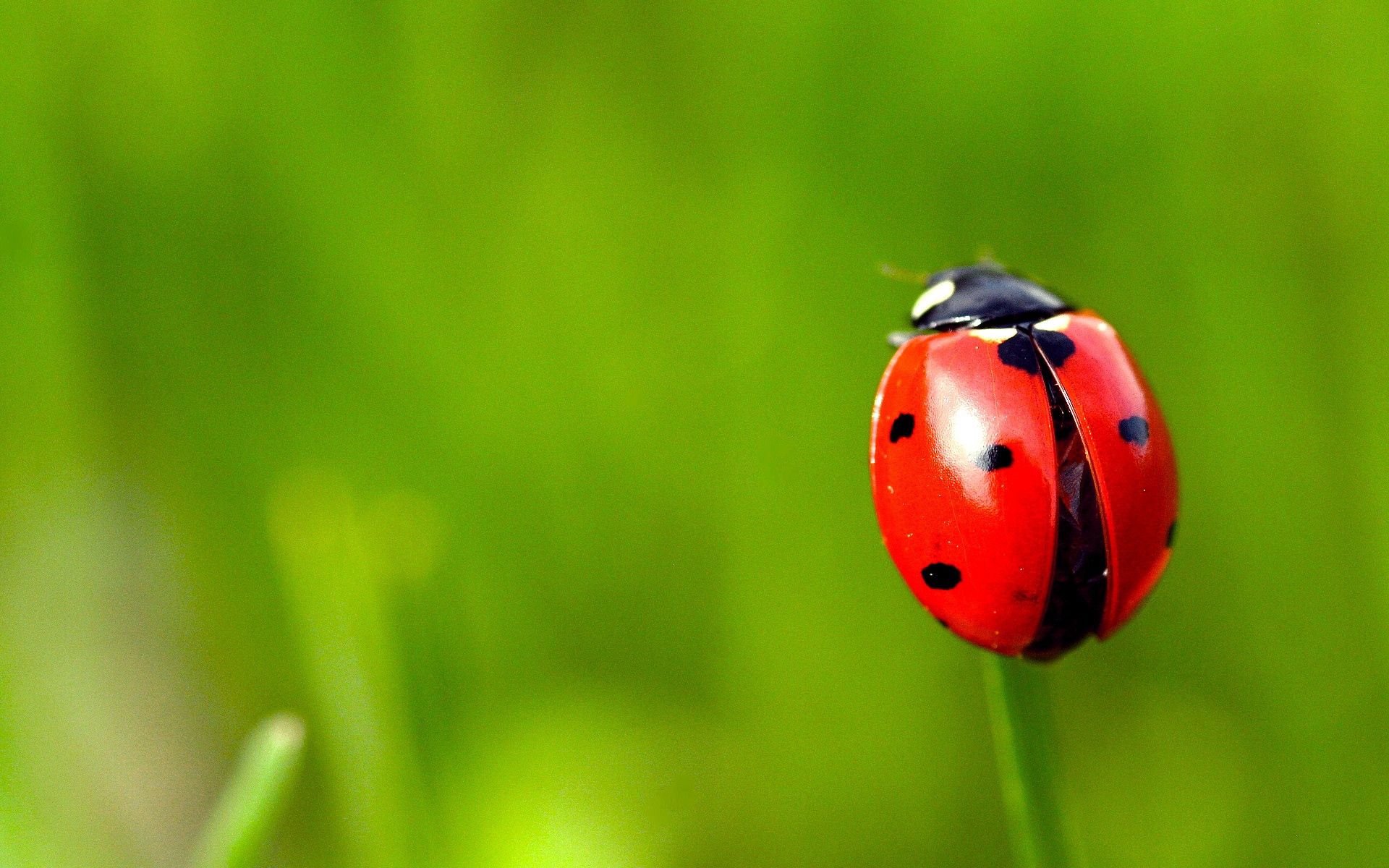 smooth, grass, red, macro, blur, stains, spots, ladybug, ladybird 5K