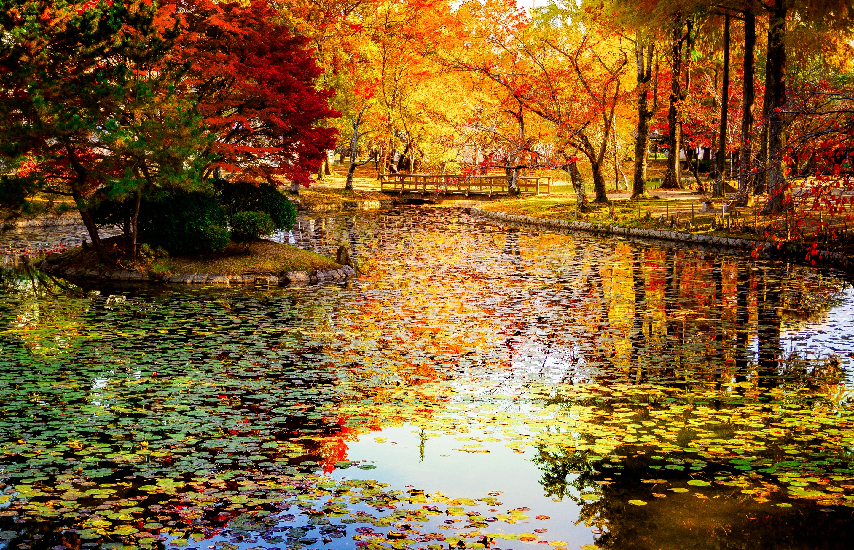 Осень пруд листва