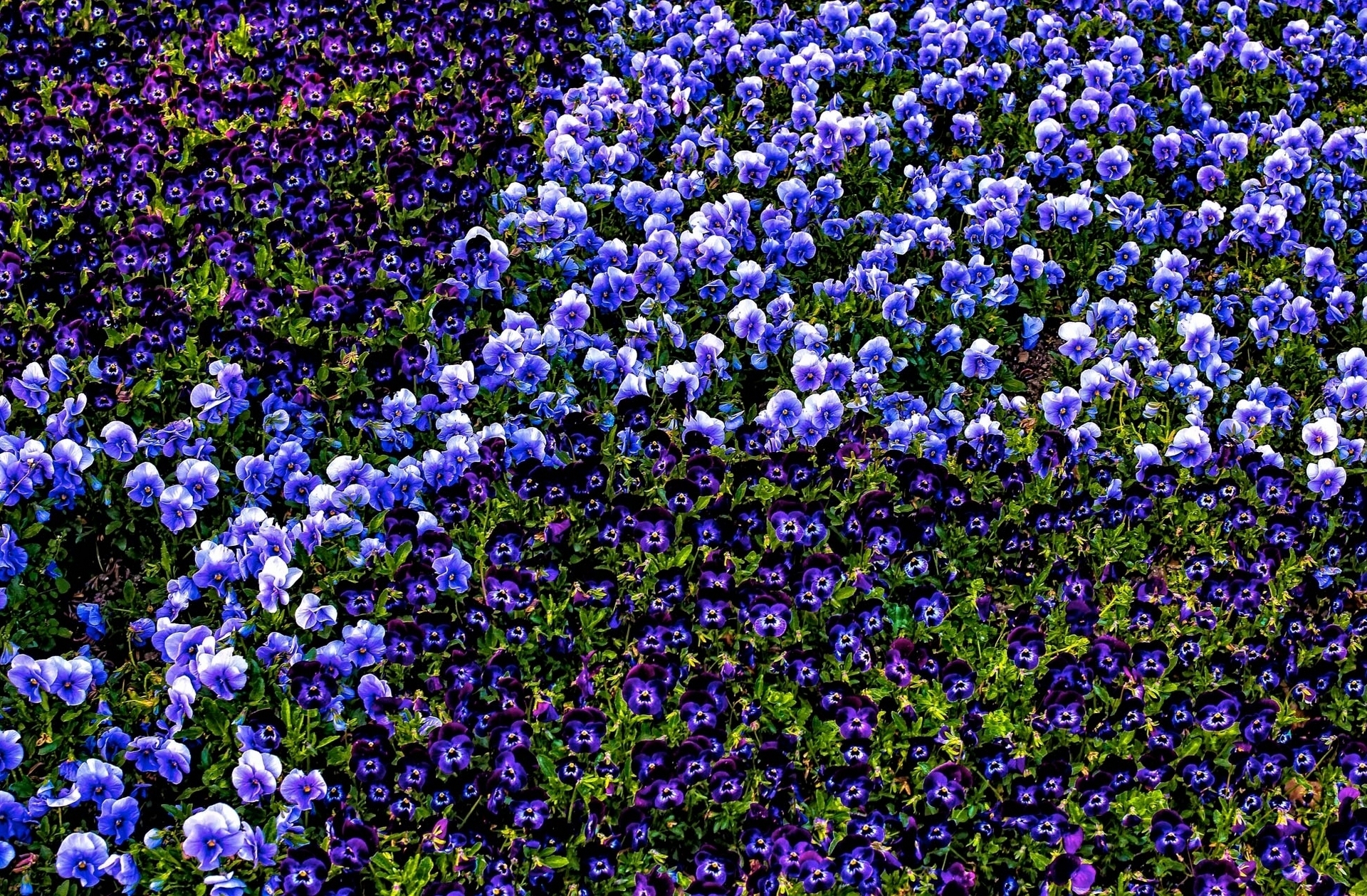 Синие цветы для клумбы
