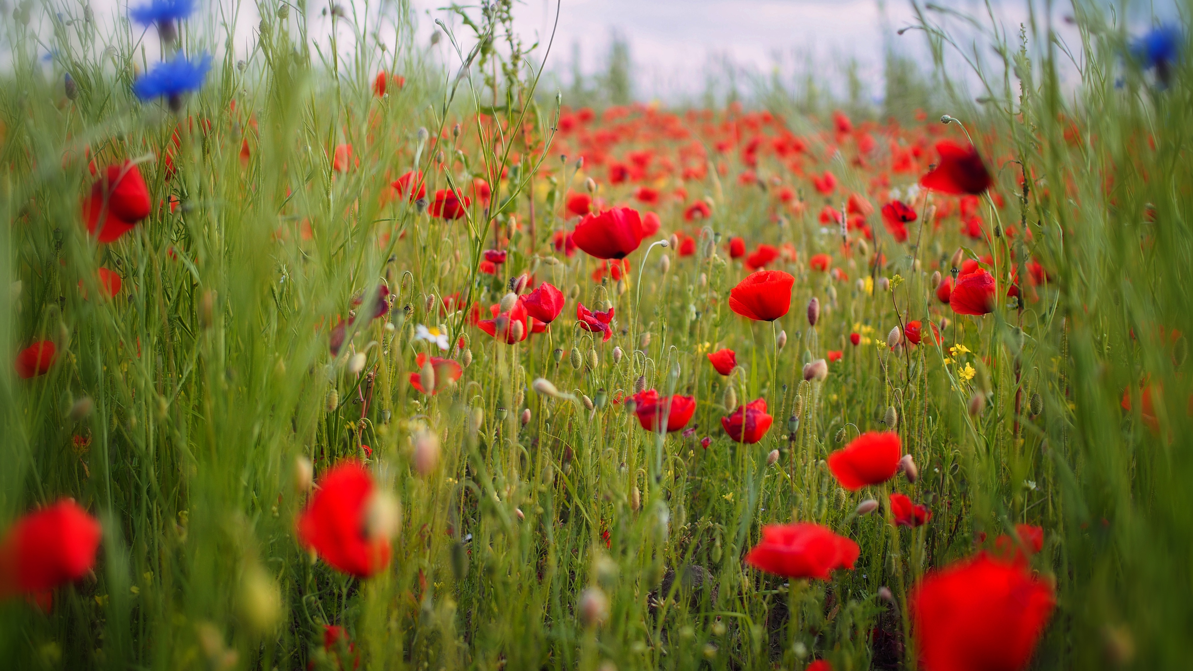 3д луг с красными маргаритками. Красная Луга последняя. Poppy 4.