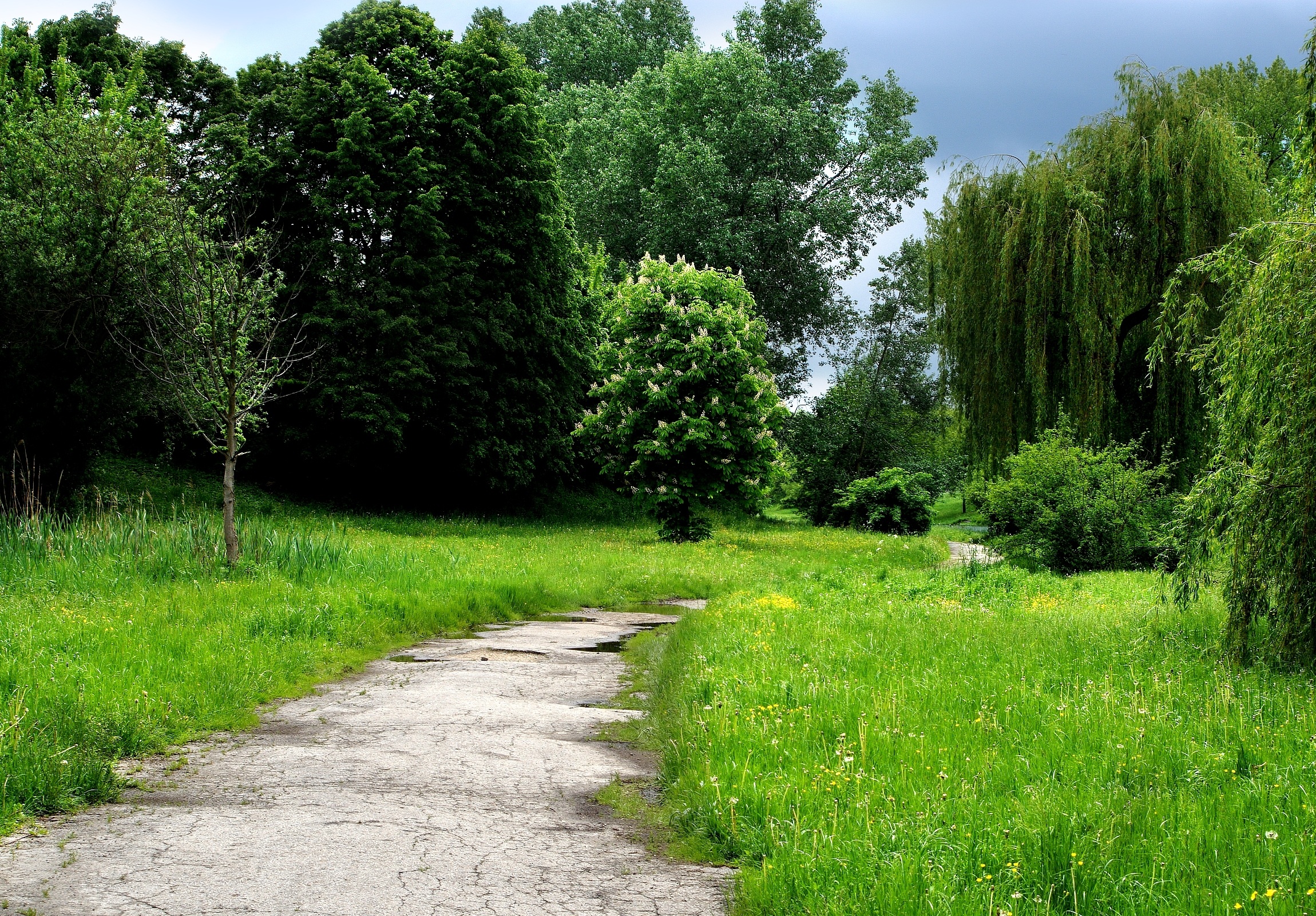 android trail, nature, trees, grass, forest, path
