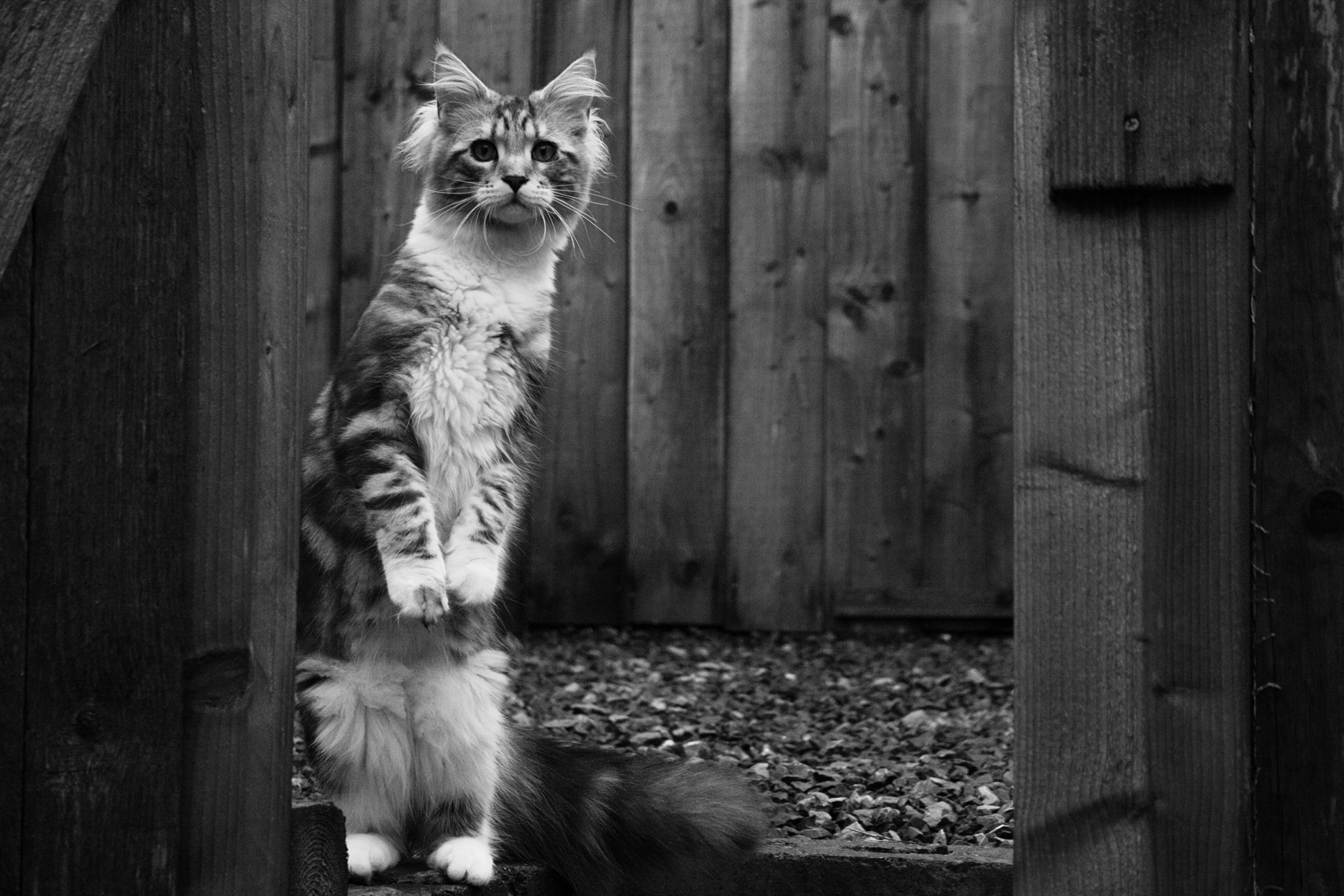 Кошка хочет гулять. Котенок ждет. Котики смешные. Кот ждет хозяина. Коты брошенные на дачах.