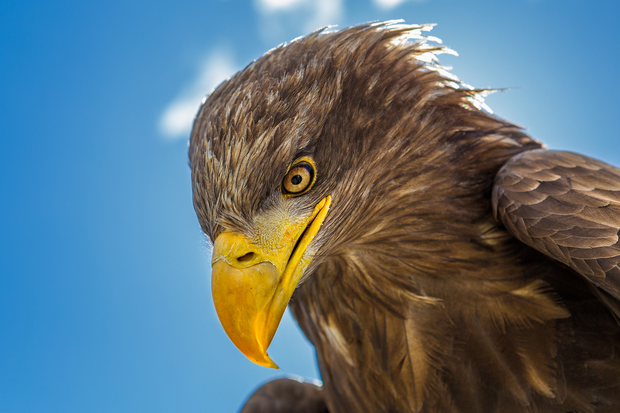 Eagle bird. Золотой Орлан. Белоплечий (Тихоокеанский) Орлан. Орлан с жёлтым клювом. Орлан коричневый.