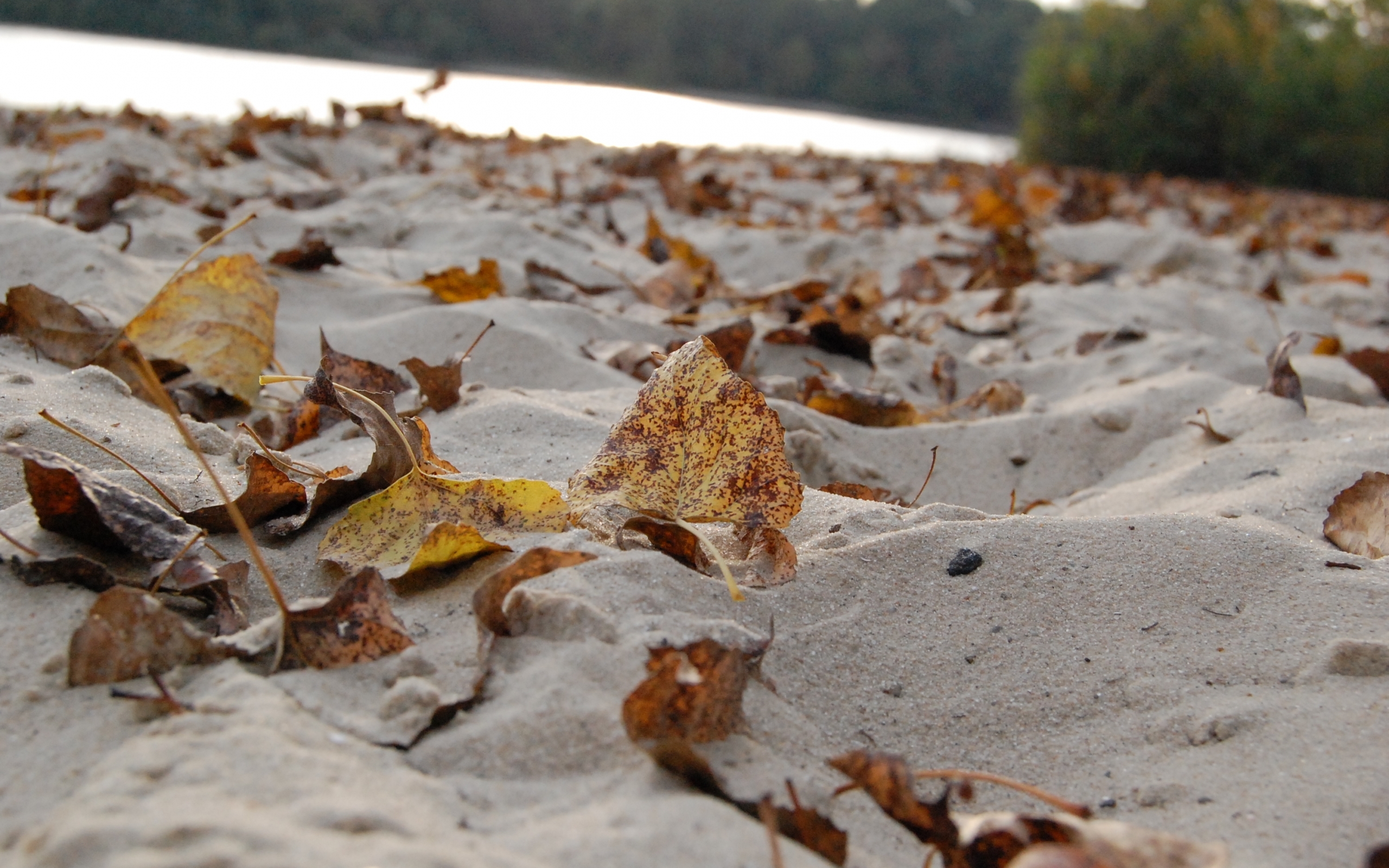 Скачать картинку Песок, Листья, Пляж, Фон, Осень в телефон бесплатно.