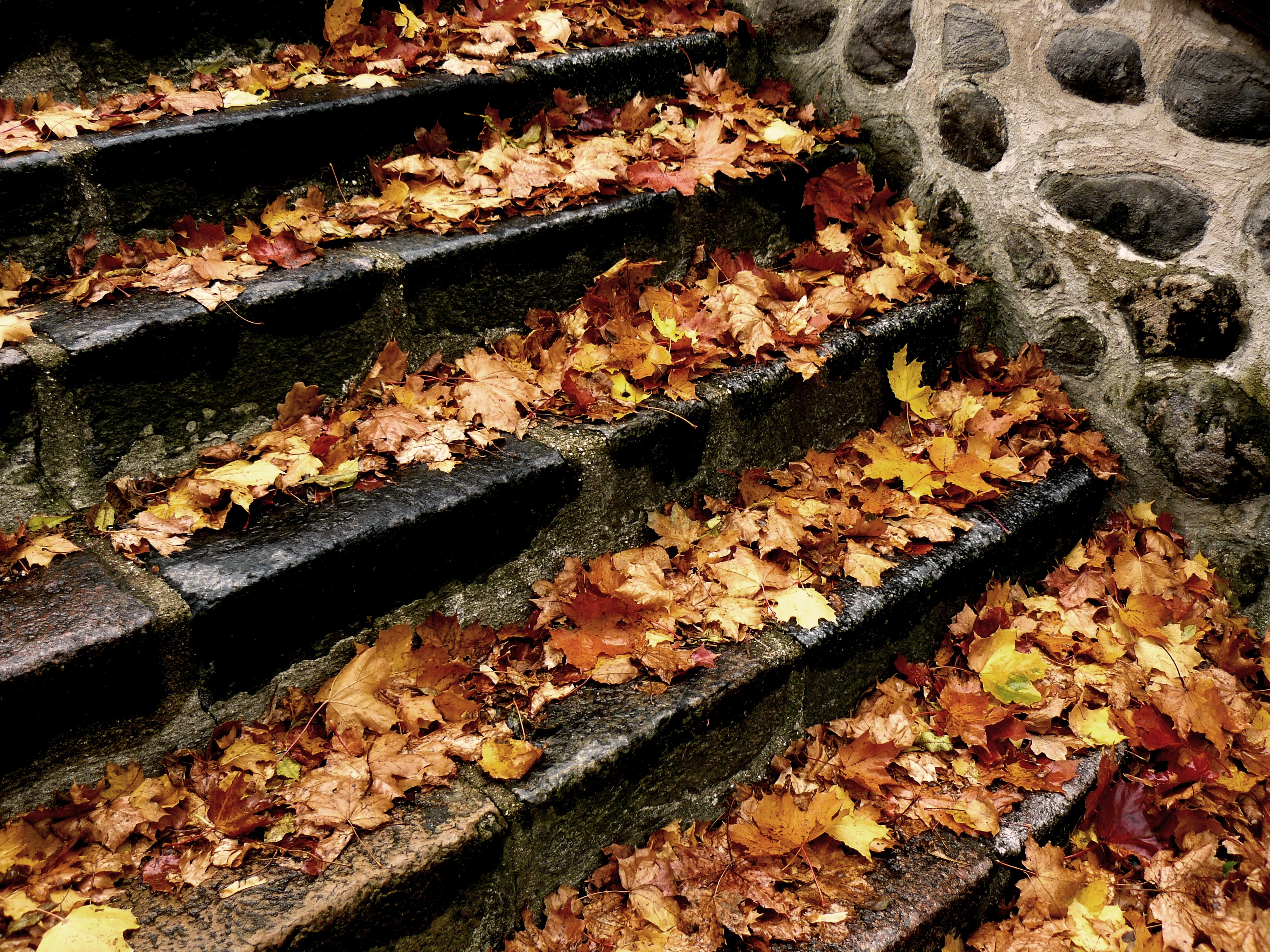 photography, fall, steps
