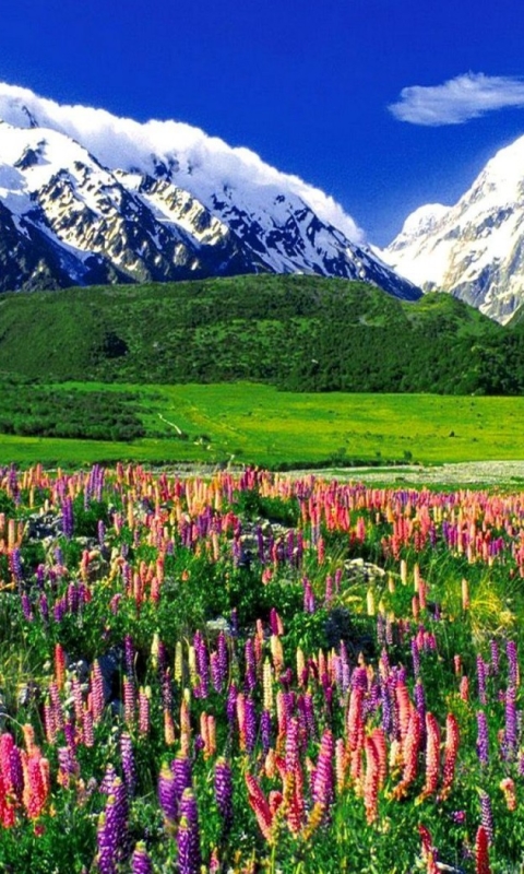 Download mobile wallpaper Landscape, Grass, Snow, Mountain, Flower, New Zealand, Earth, Lupine for free.