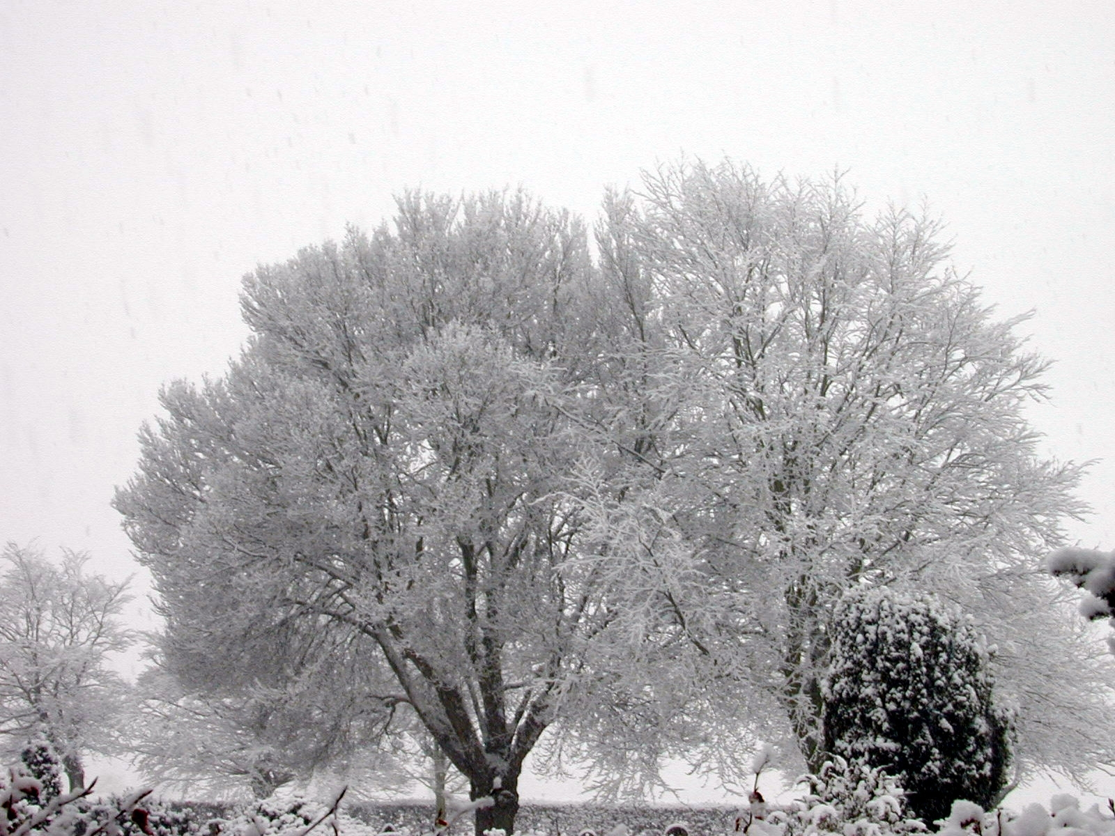 Handy-Wallpaper Bäume, Landschaft, Winter, Schnee kostenlos herunterladen.
