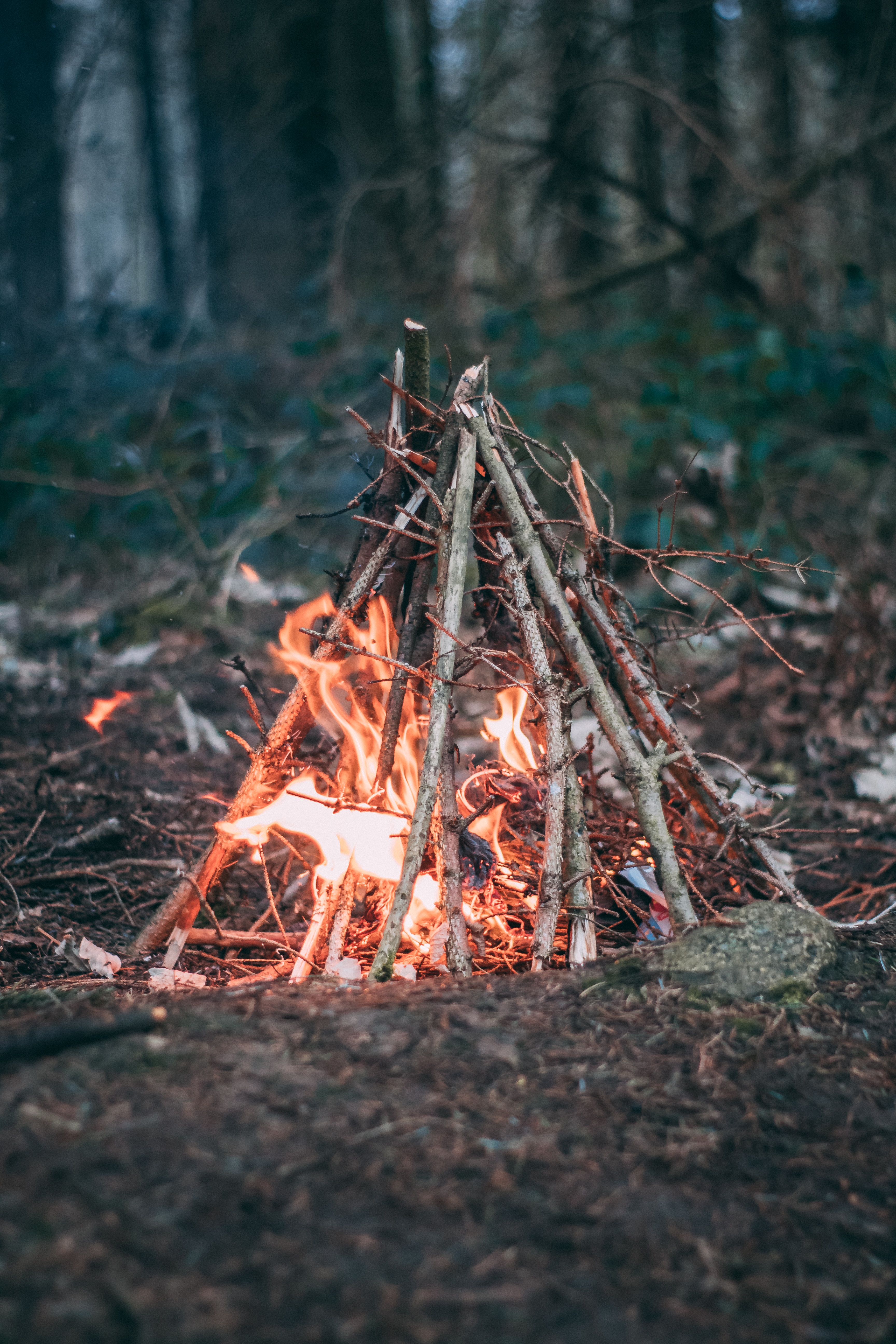 nature, bonfire, camping, fire, branches, campsite