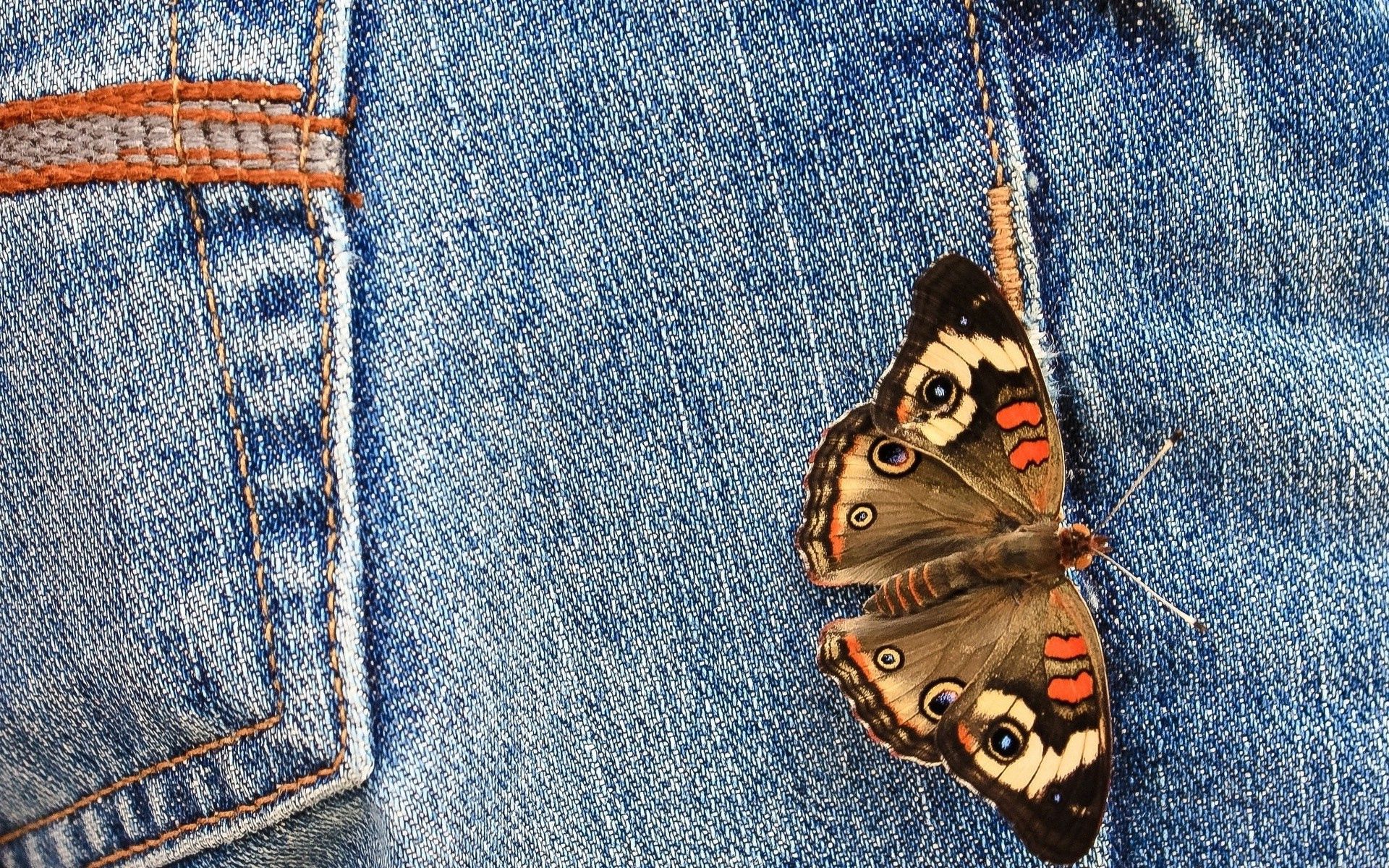 jeans, macro, butterfly, wings