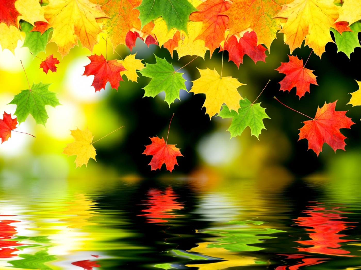 leaves, background, autumn