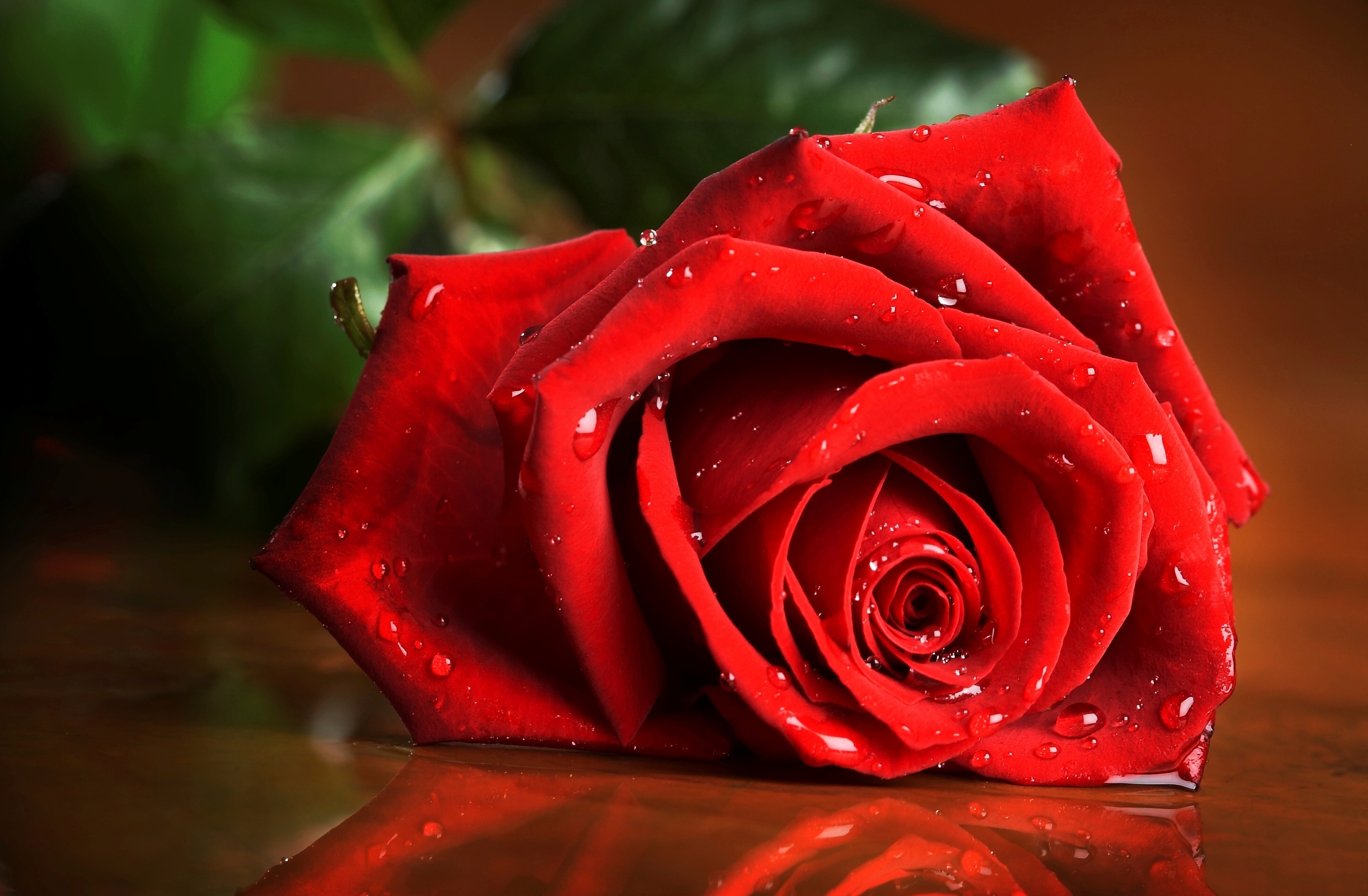 красивые картинки розы на рабочий