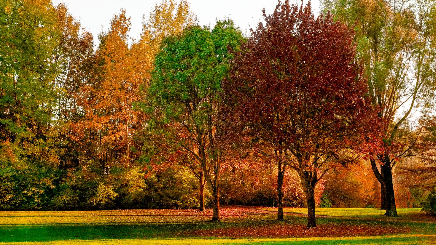 Картинки деревьев осенью. Осеннее дерево. Деревья осенью. Листопадные деревья. Осенние лиственные деревья.